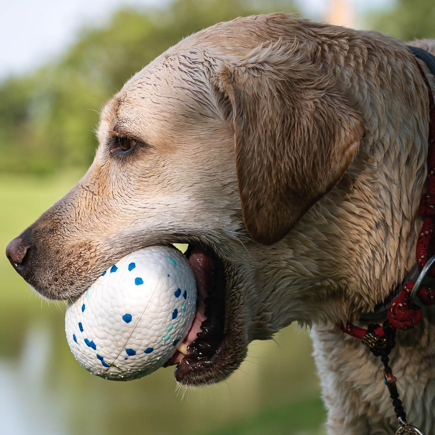 M-Pets Hundespielzeug Bloom Rugby II, WEiss & Blau, L=14x9x7cm