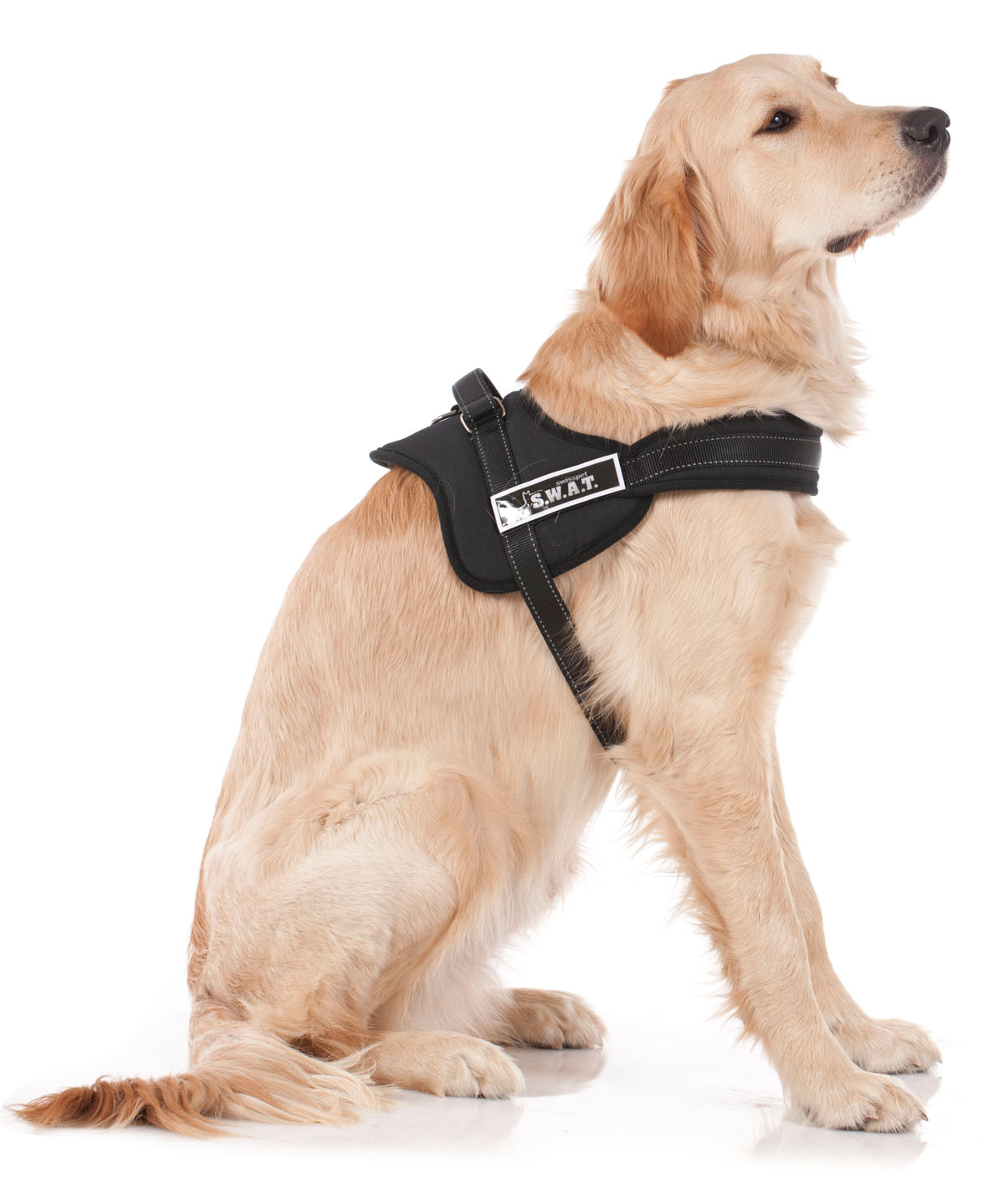 swisspet harnais pour chiens S.W.A.T. noir, XL=25mm/80-110cm