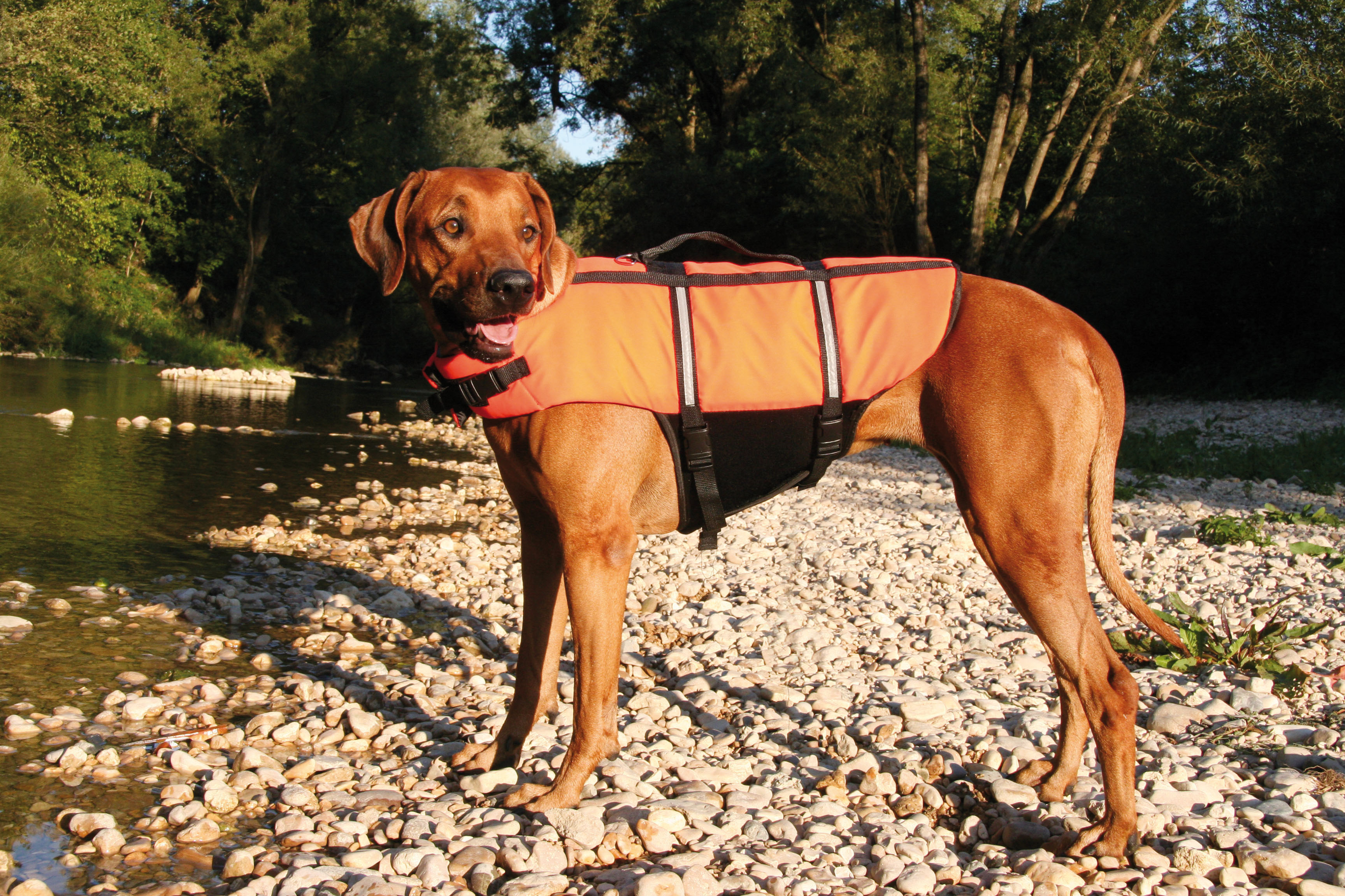 swisspet Sicherheits-Schwimmweste