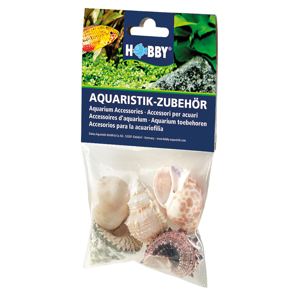 Hobby Sea Shell Set