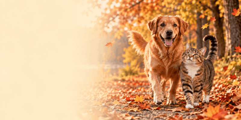 Herbstzeit geniessen