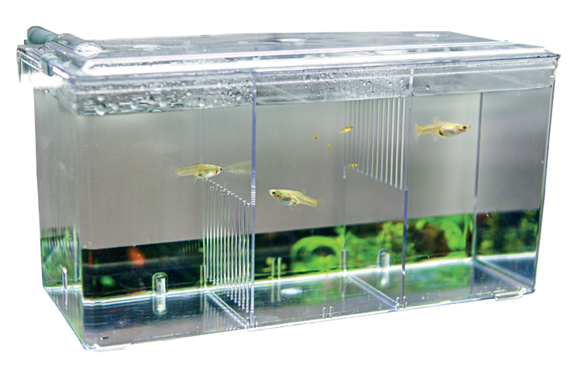 Hobby bassin pondoir Nido 5 Hobby bassin pondoir Nido 5