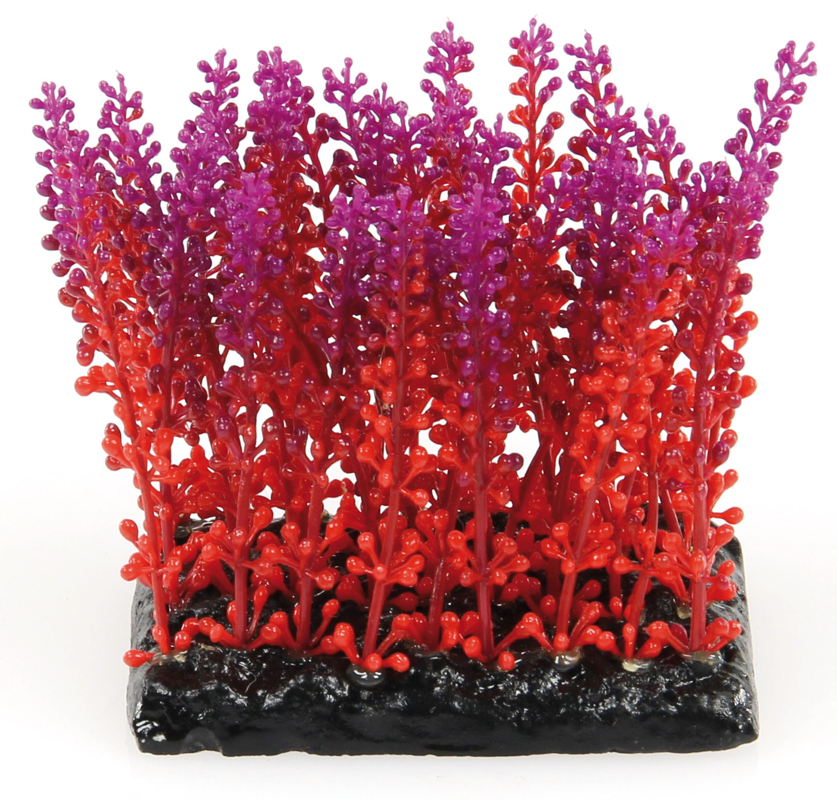 Amazonas Fantasy Plant PP violett-rot