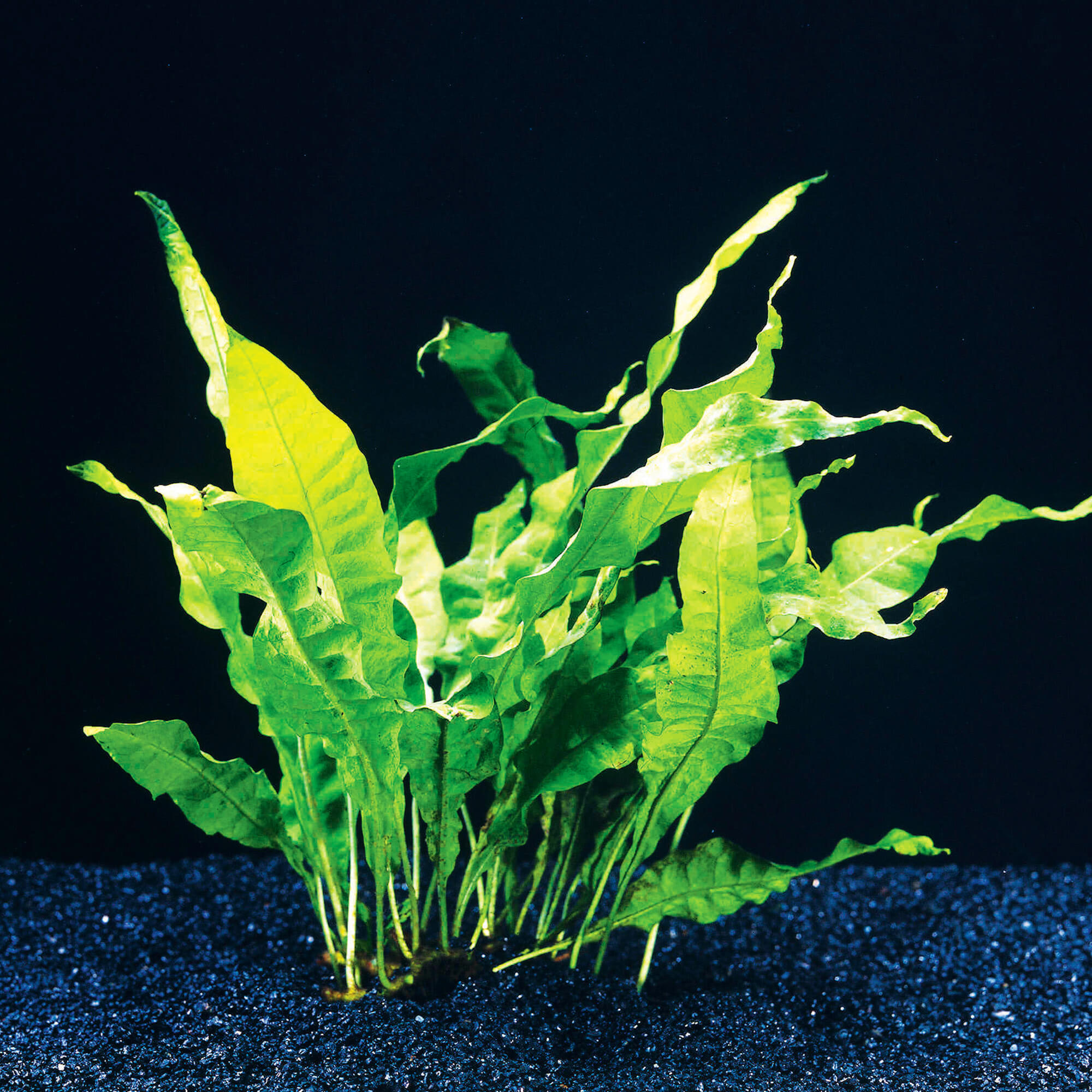 Javafarn Microsorium Pteropus