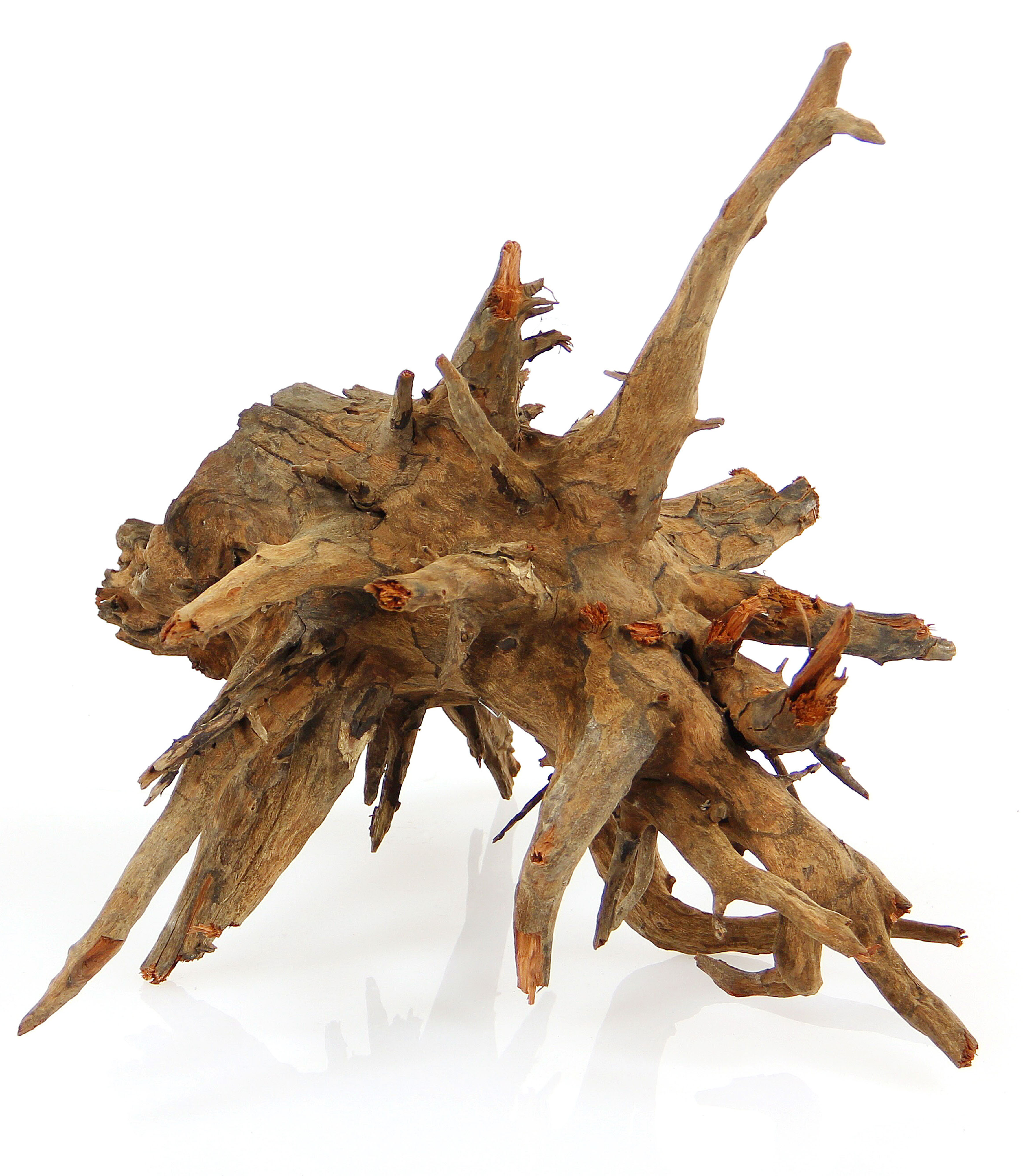 Amazonas Corbo-Wurzel M, 40-50cm