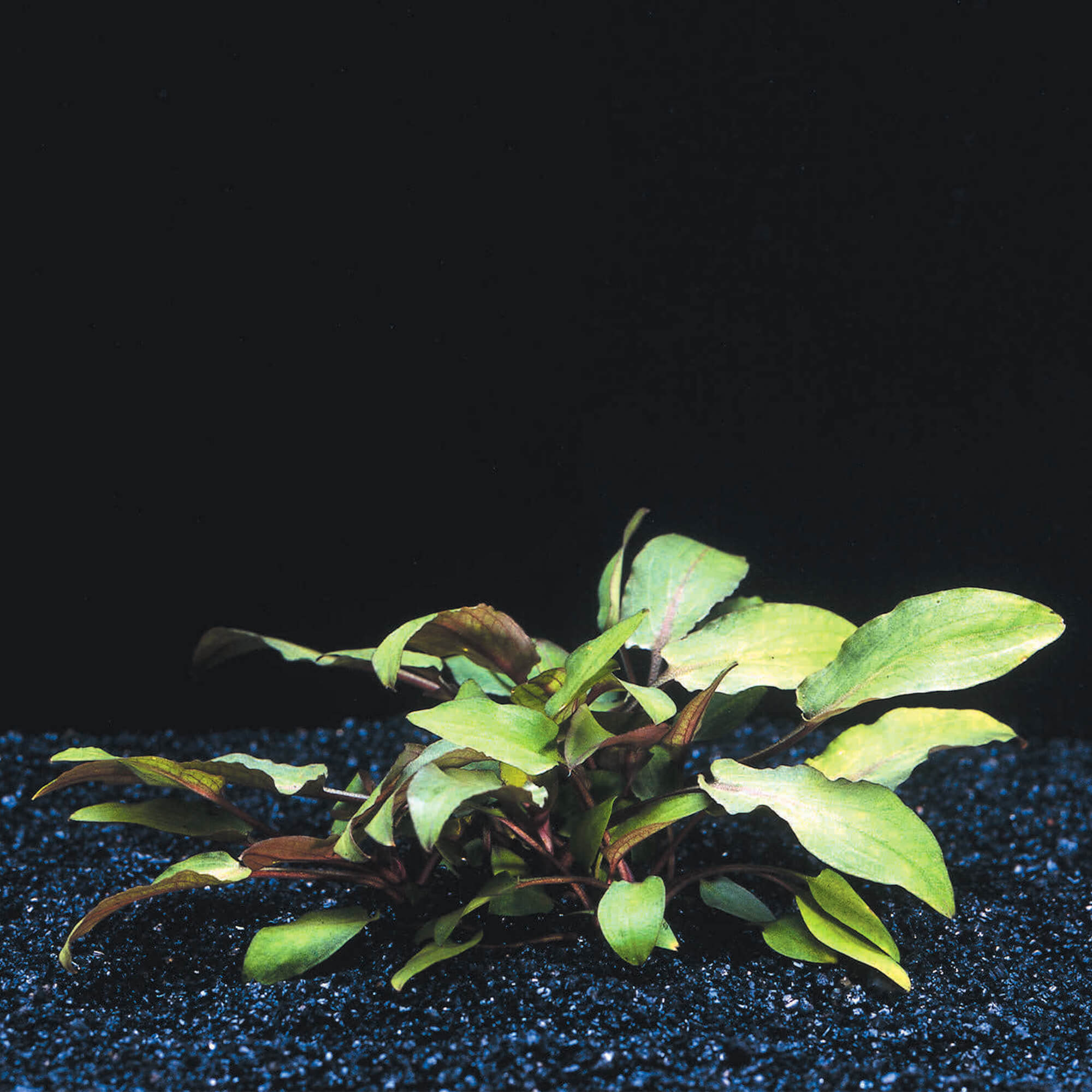 Brauner Wendtscher Wasserkelch Cryptocoryne wendtii "braun"