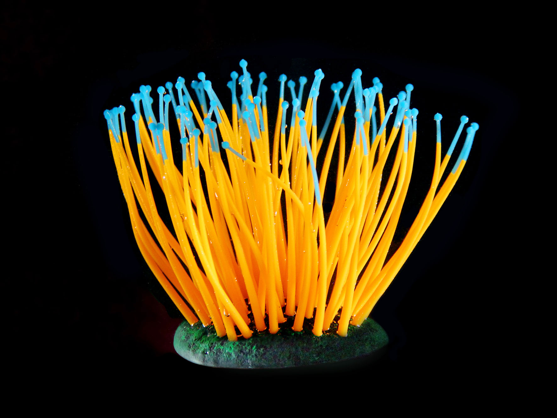 Amazonas Kunststoffpflanzen FLUO Sea-Anemone, orange