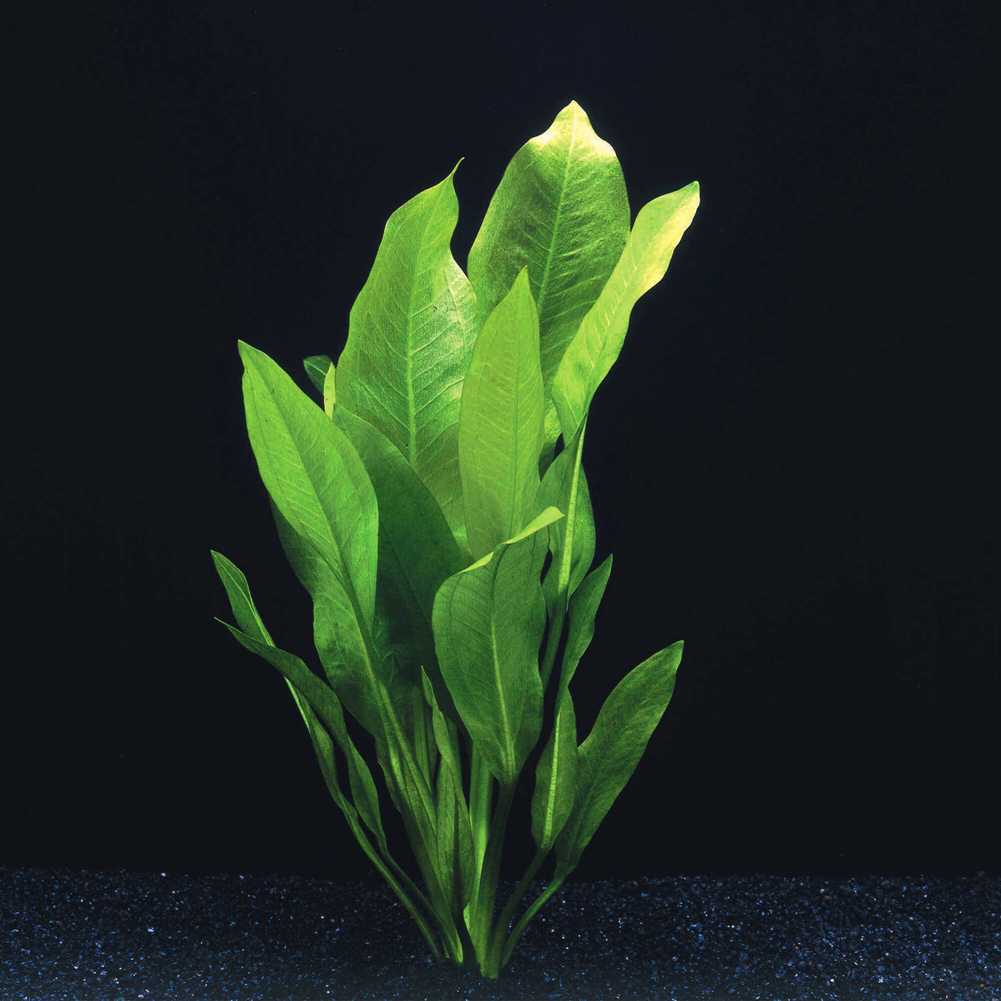 Grosse Amazonas Schwertpflanze Echinodorus Bleheri 