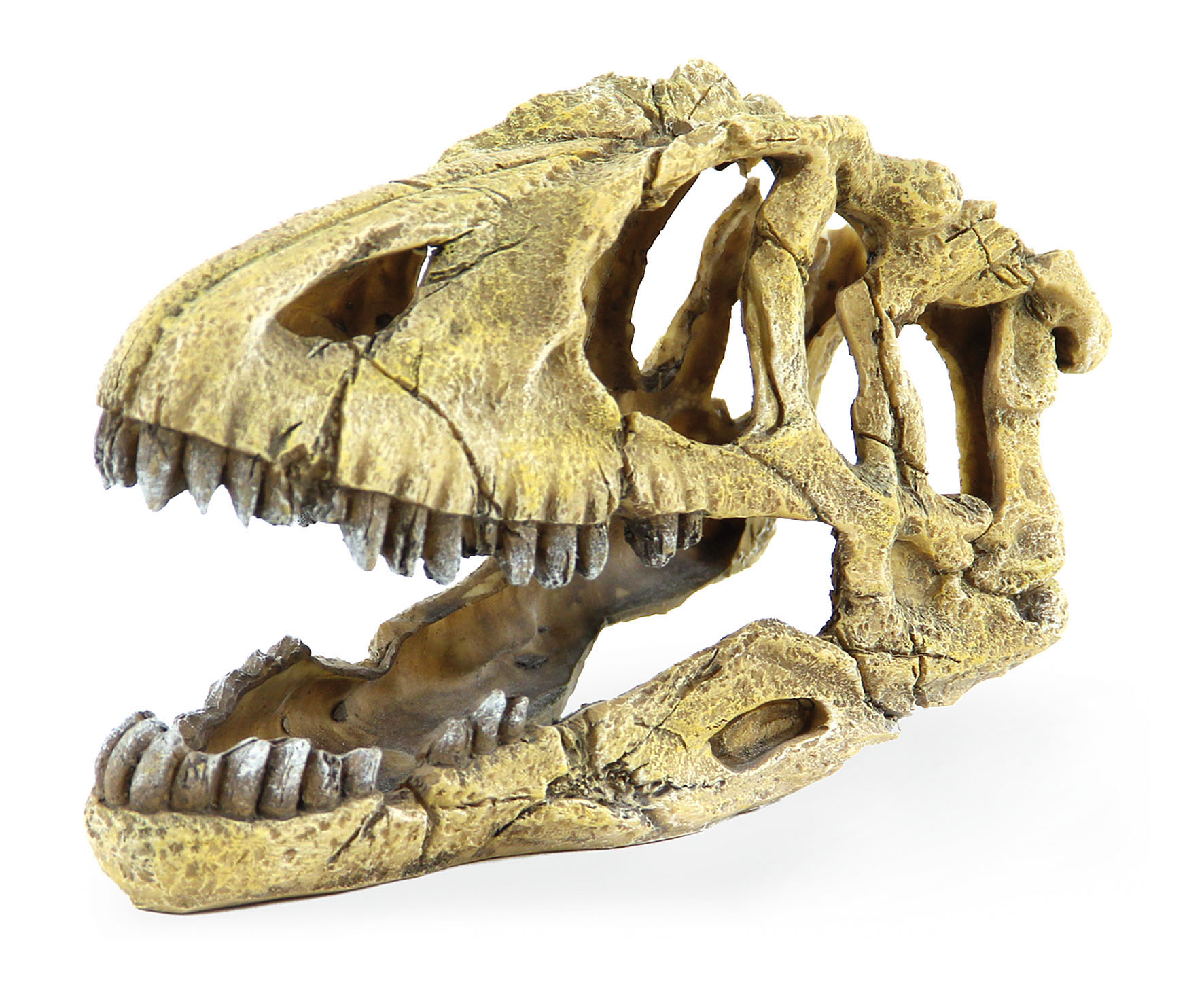 Amazonas Squelette de saurien, 15.5x17cm