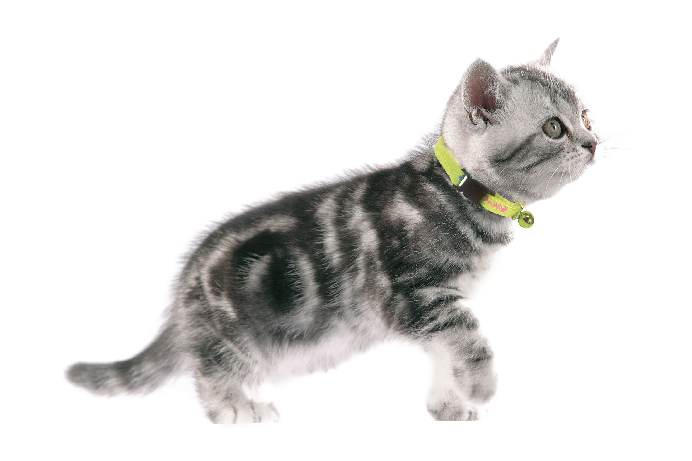 swisspet collare per gatti ReflectLine, verde