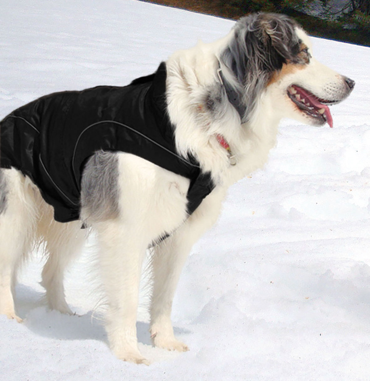 swisspet climaro giacca softshell per cani, nero