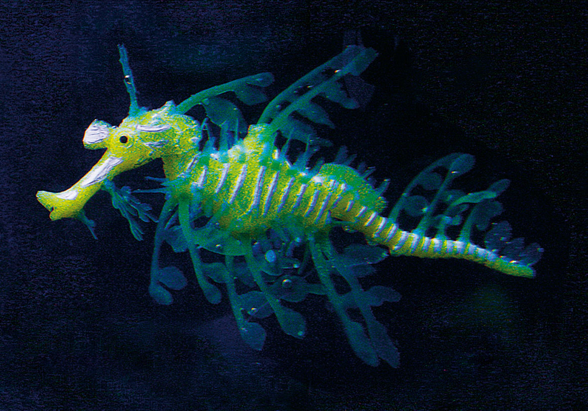 Amazonas See Drachen