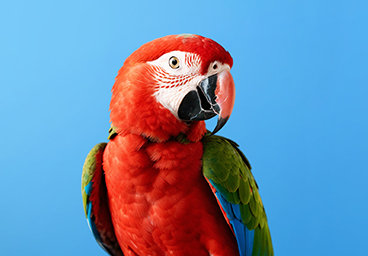 Vogel