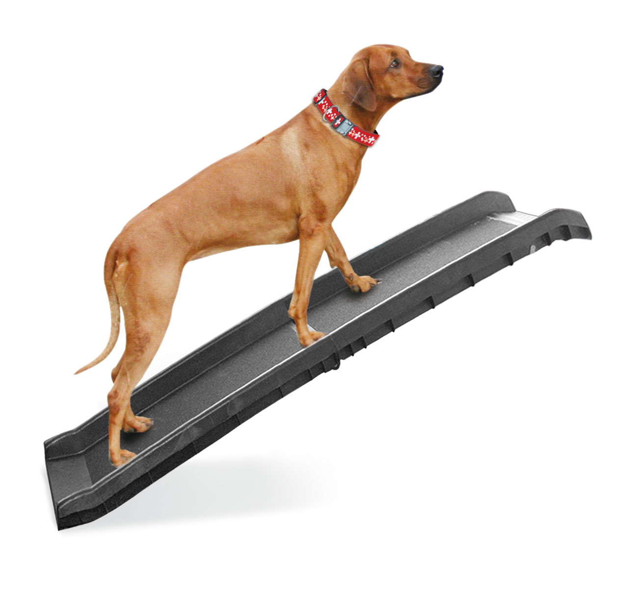 swisspet Auto rampa per cani Go In