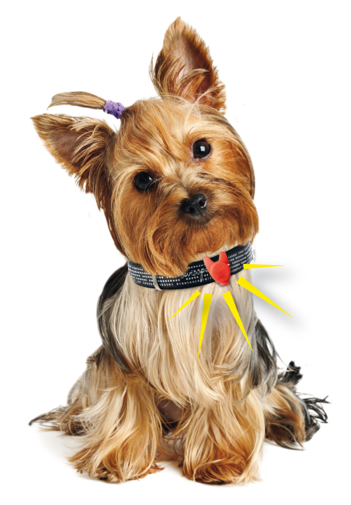 swisspet Silikon-Leuchtflash, orange