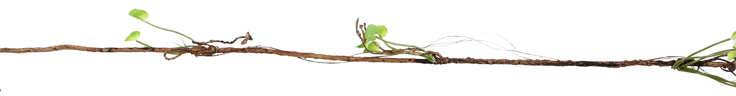 Amazonas Repti Vine, Lianes en plastique