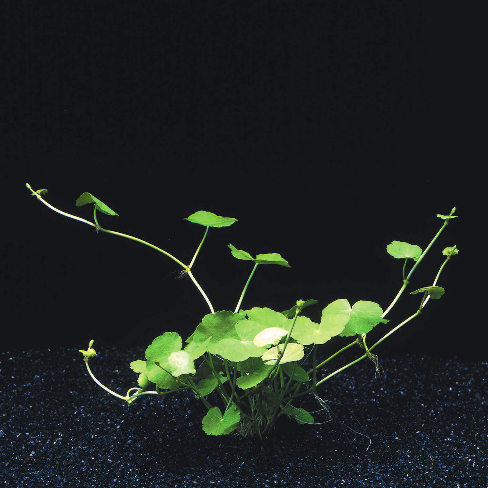 Brasilianischer Wassernabel Hydrocotyle Leucocephala