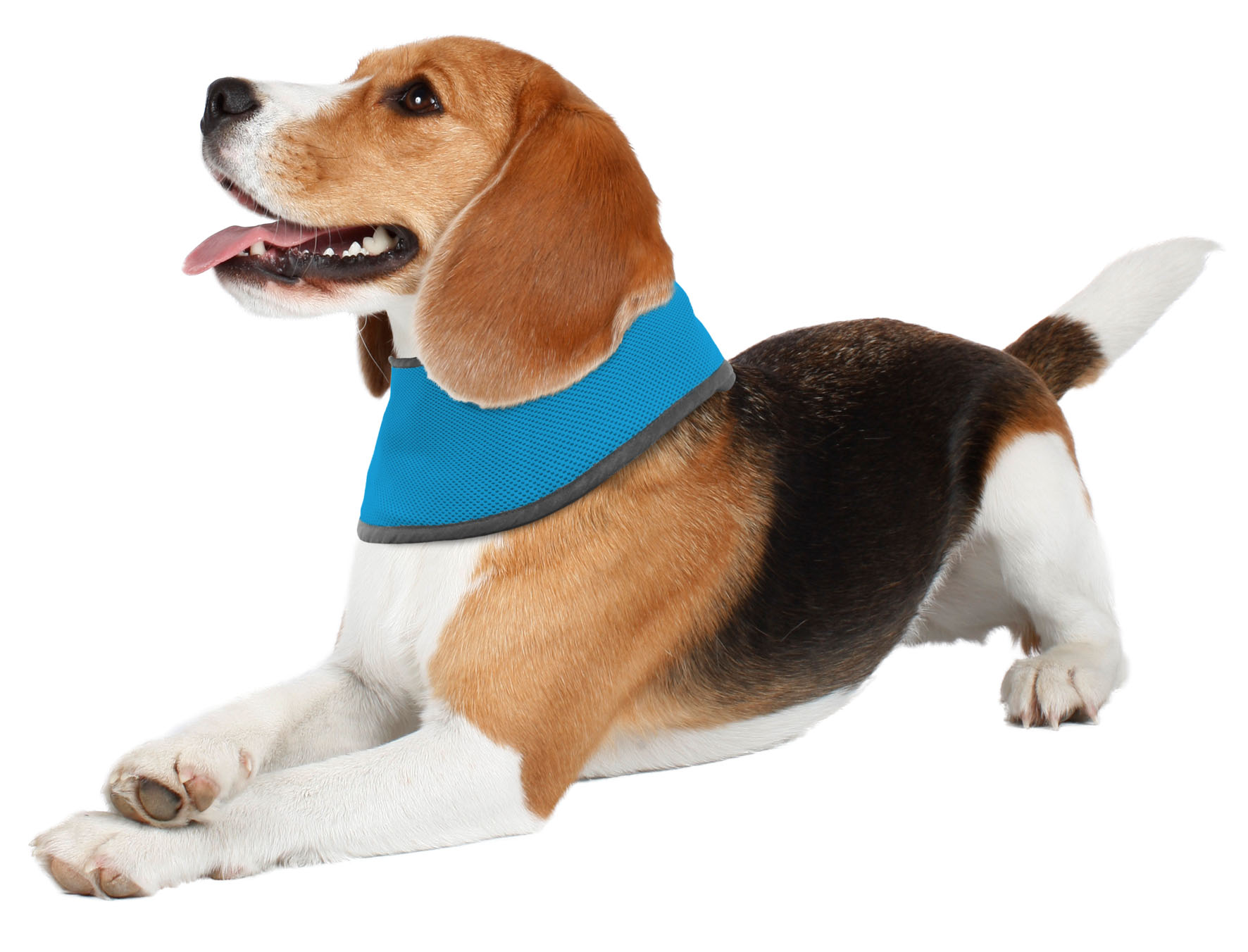 swisspet Kühlhalstuch