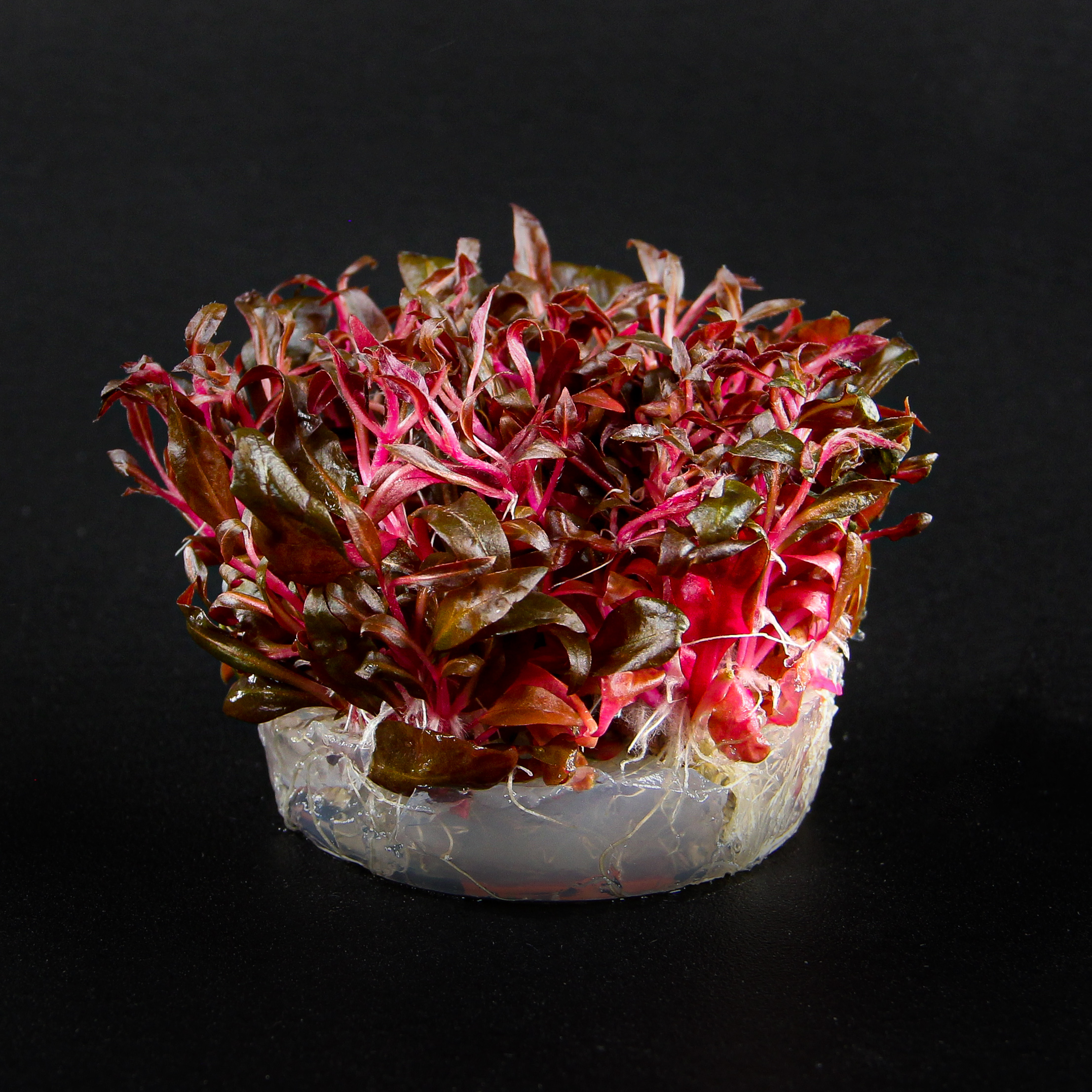 In-Vitro Althernanthera reineckii