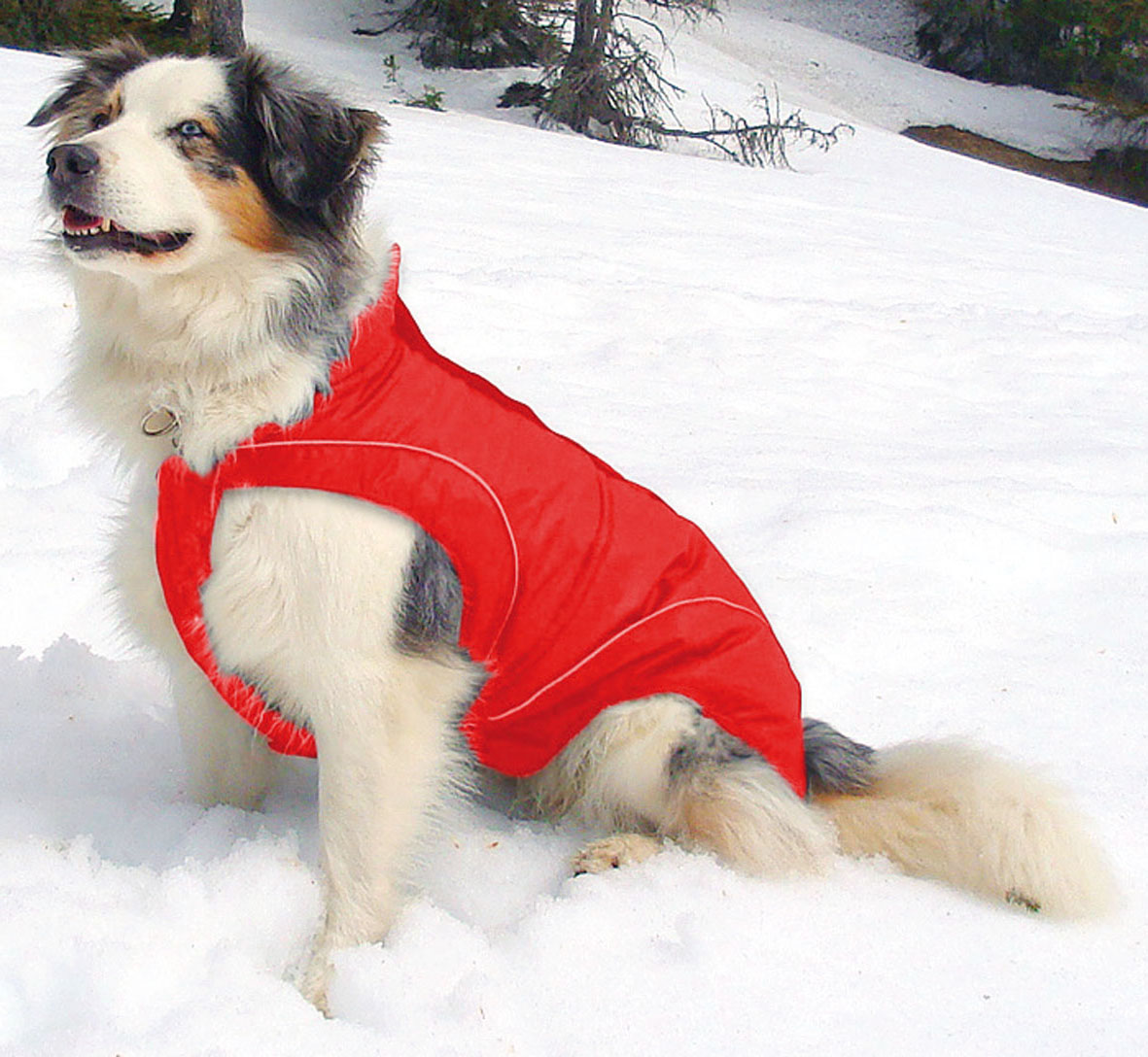 swisspet climaro giacca softshell per cani, rosso