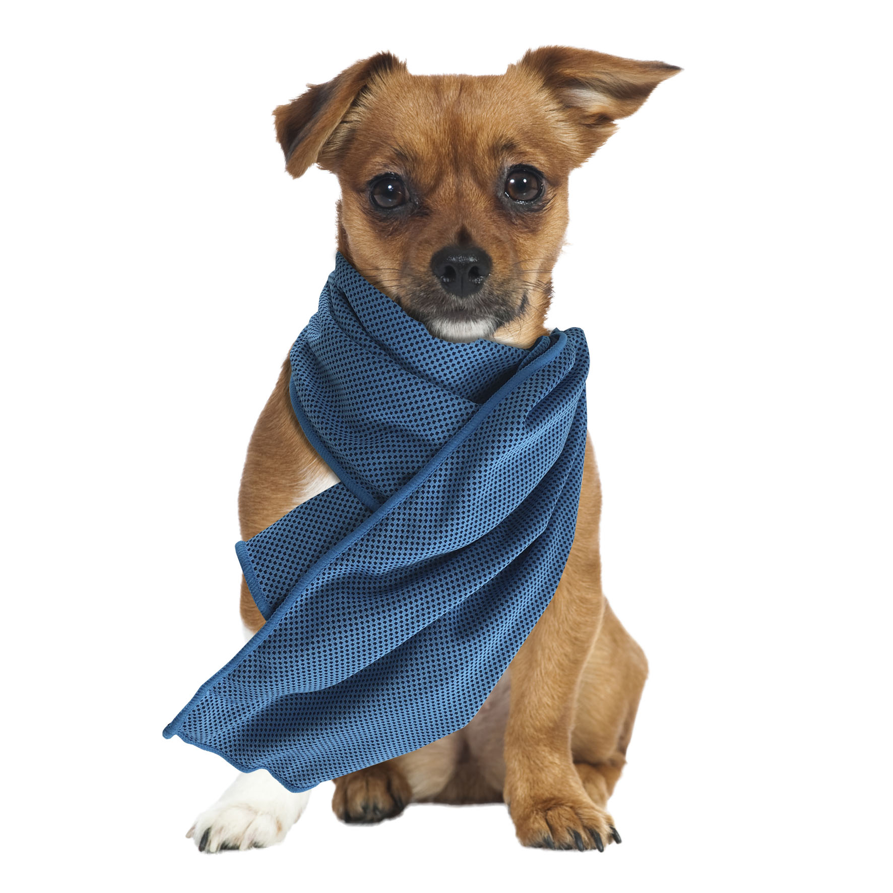 swisspet Kühltuch Parky