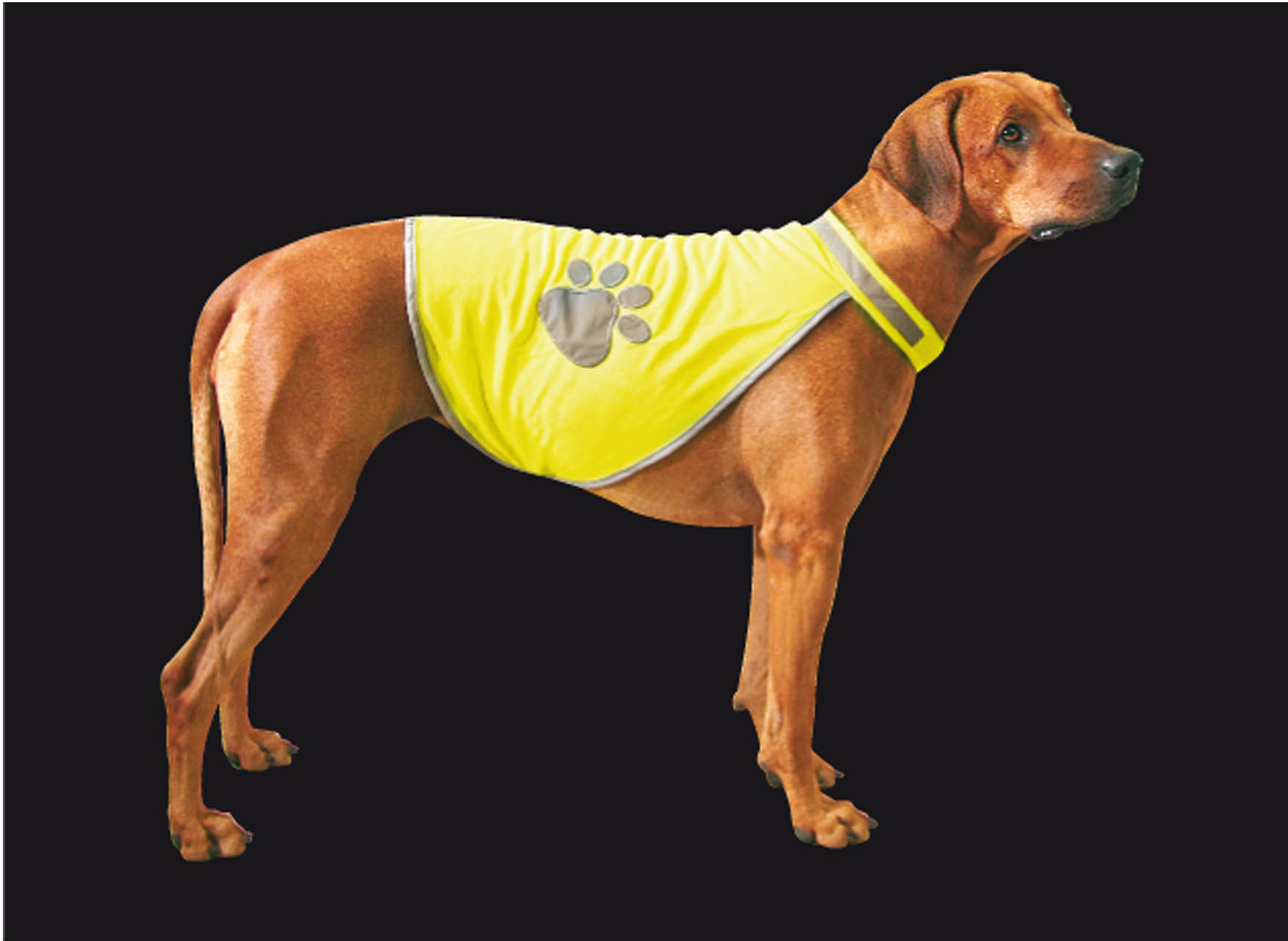swisspet gilet de sécurité Safety-Dog S: cou: 30-40cm, ventre: 36-46cm