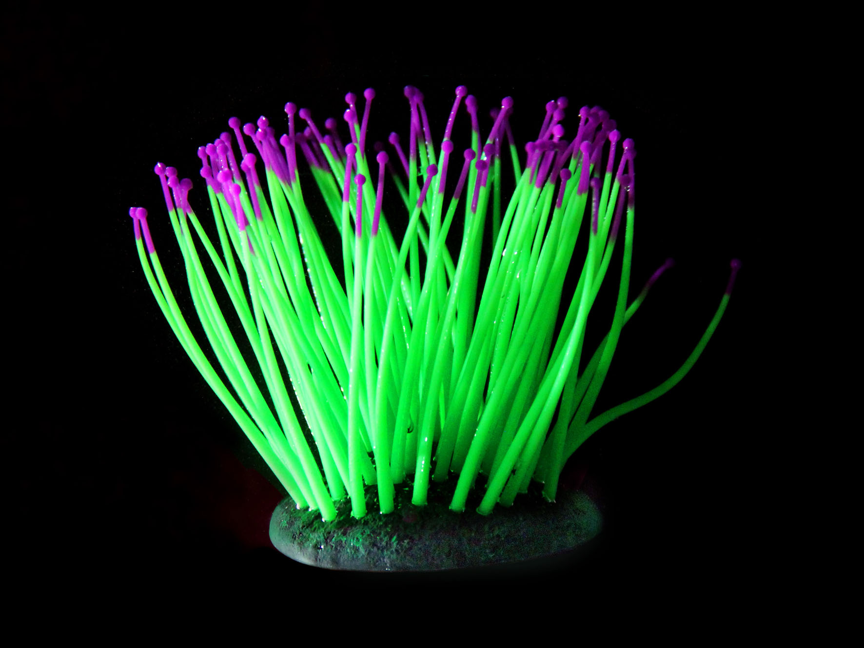 Amazonas Kunststoffpflanzen FLUO Sea-Anemone, grün