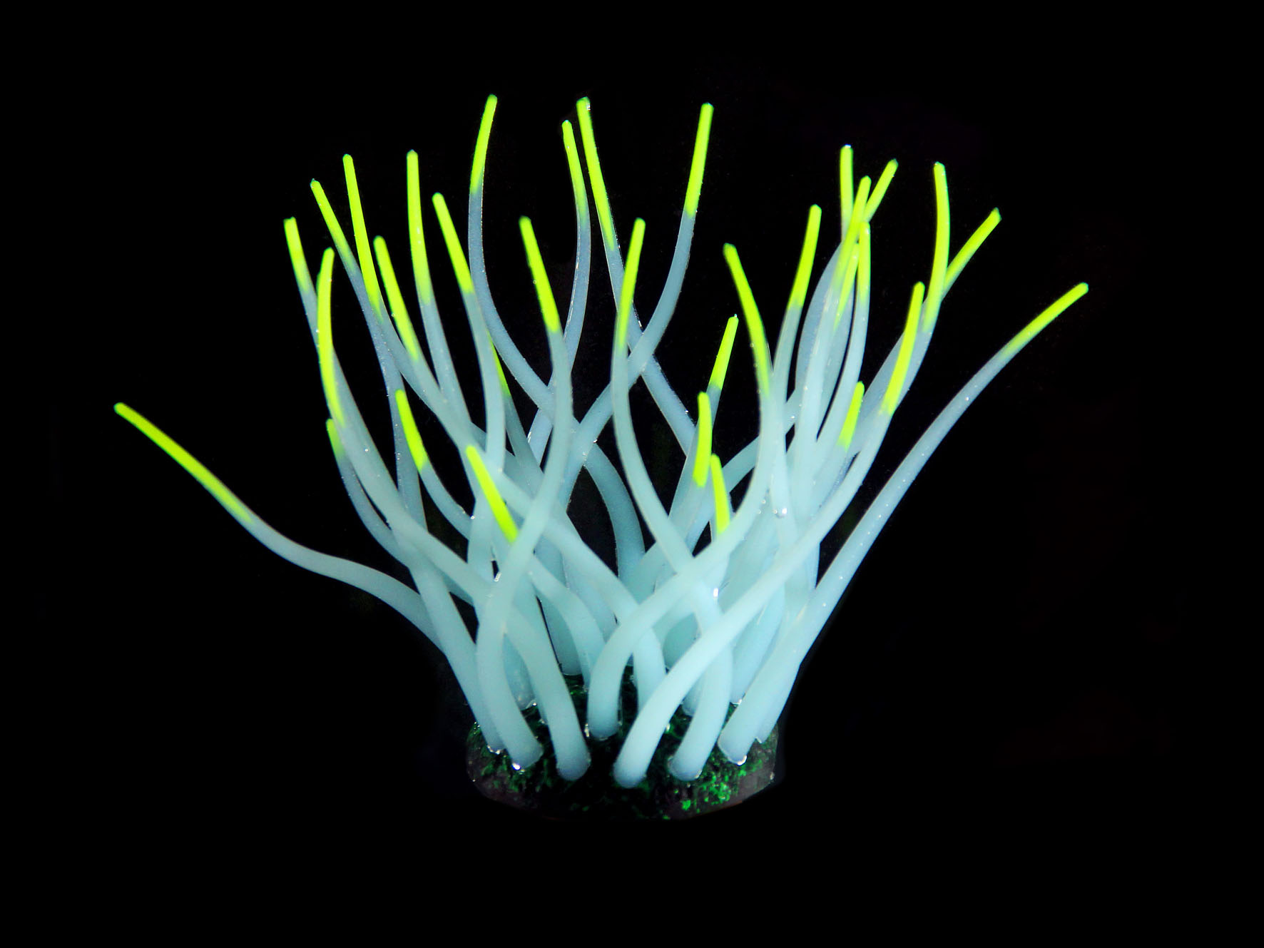 Amazonas Kunststoffpflanzen FLUO Sea-Anemone, hellblau/gelb