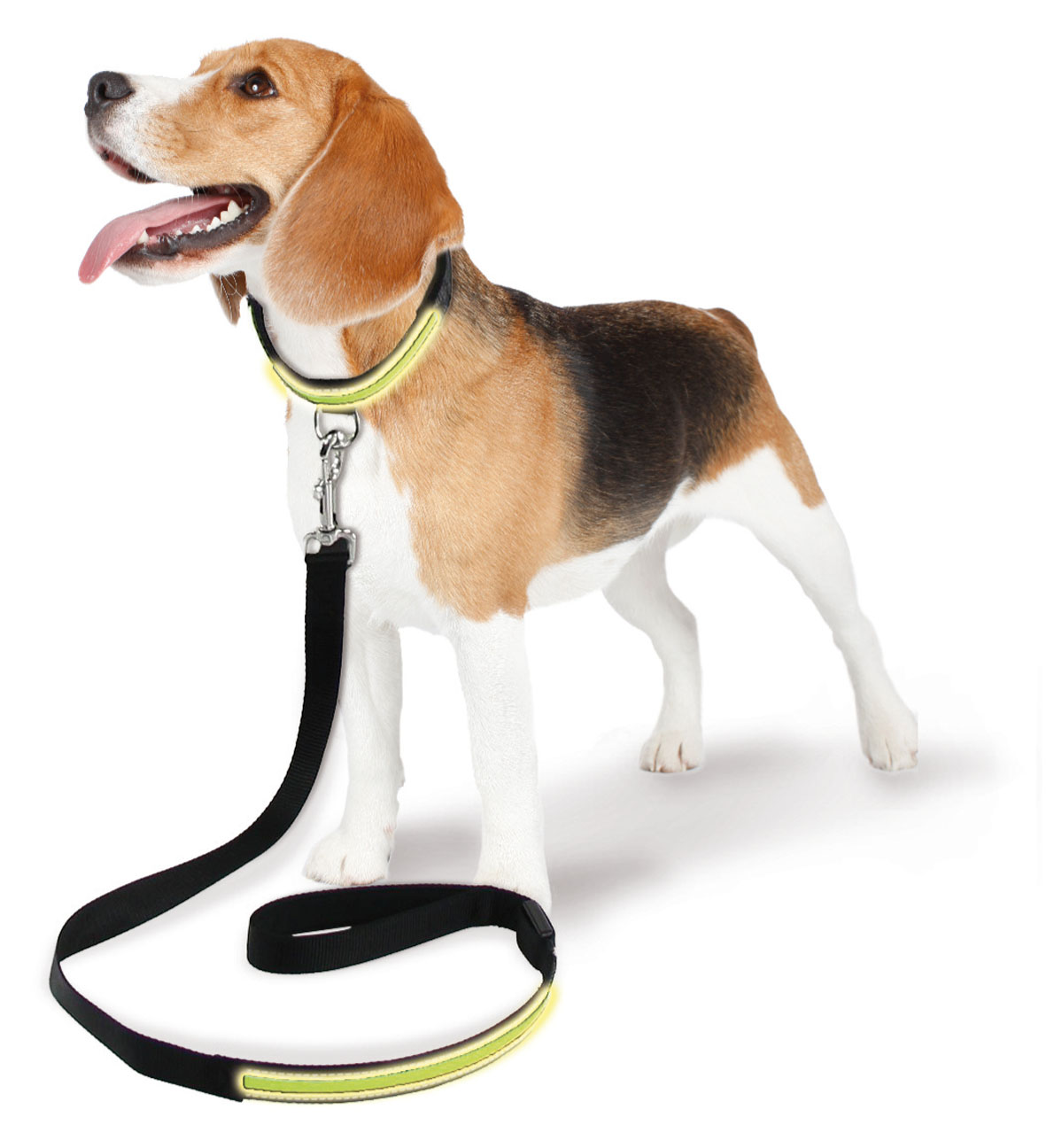 swisspet Hunde-Leuchthalsband und Hundeleine Fluo, gelb