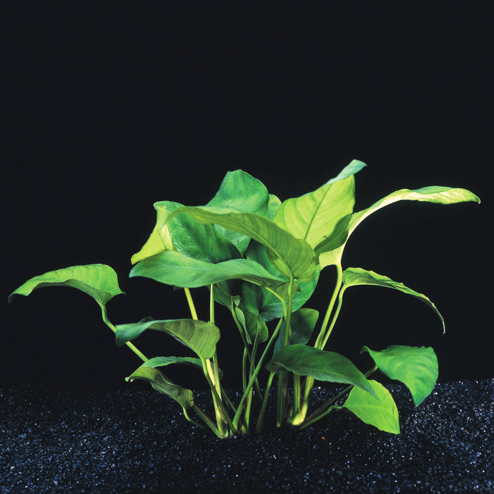 Anubias Barteri a foglia larga