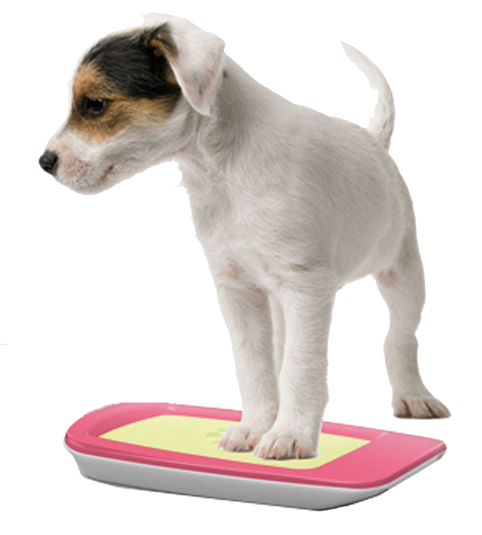 PawCare Small Container 185gr.