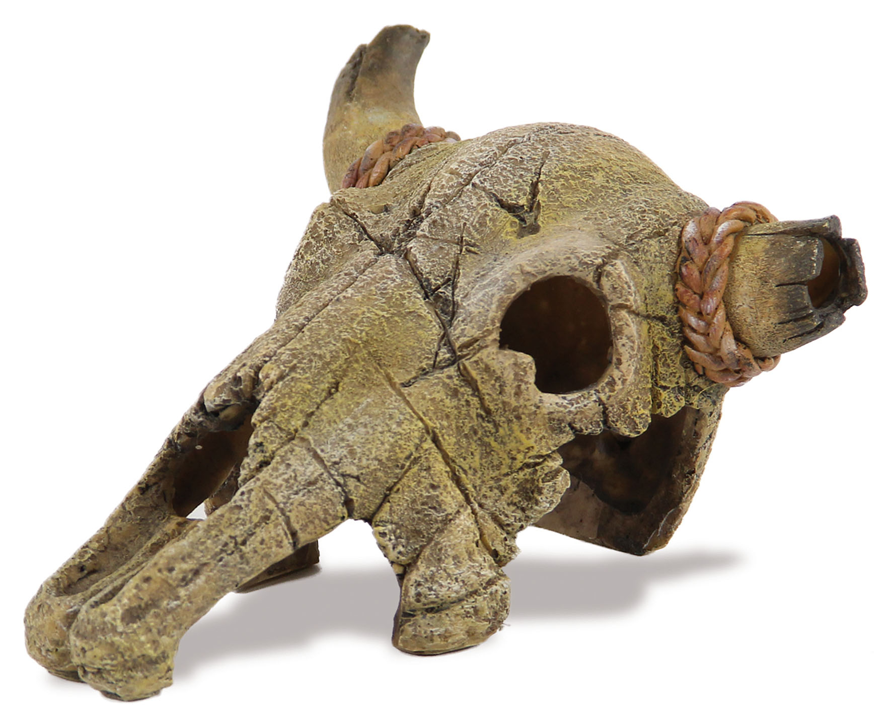 Scheletro di bufalo Amazonas , 13x21cm