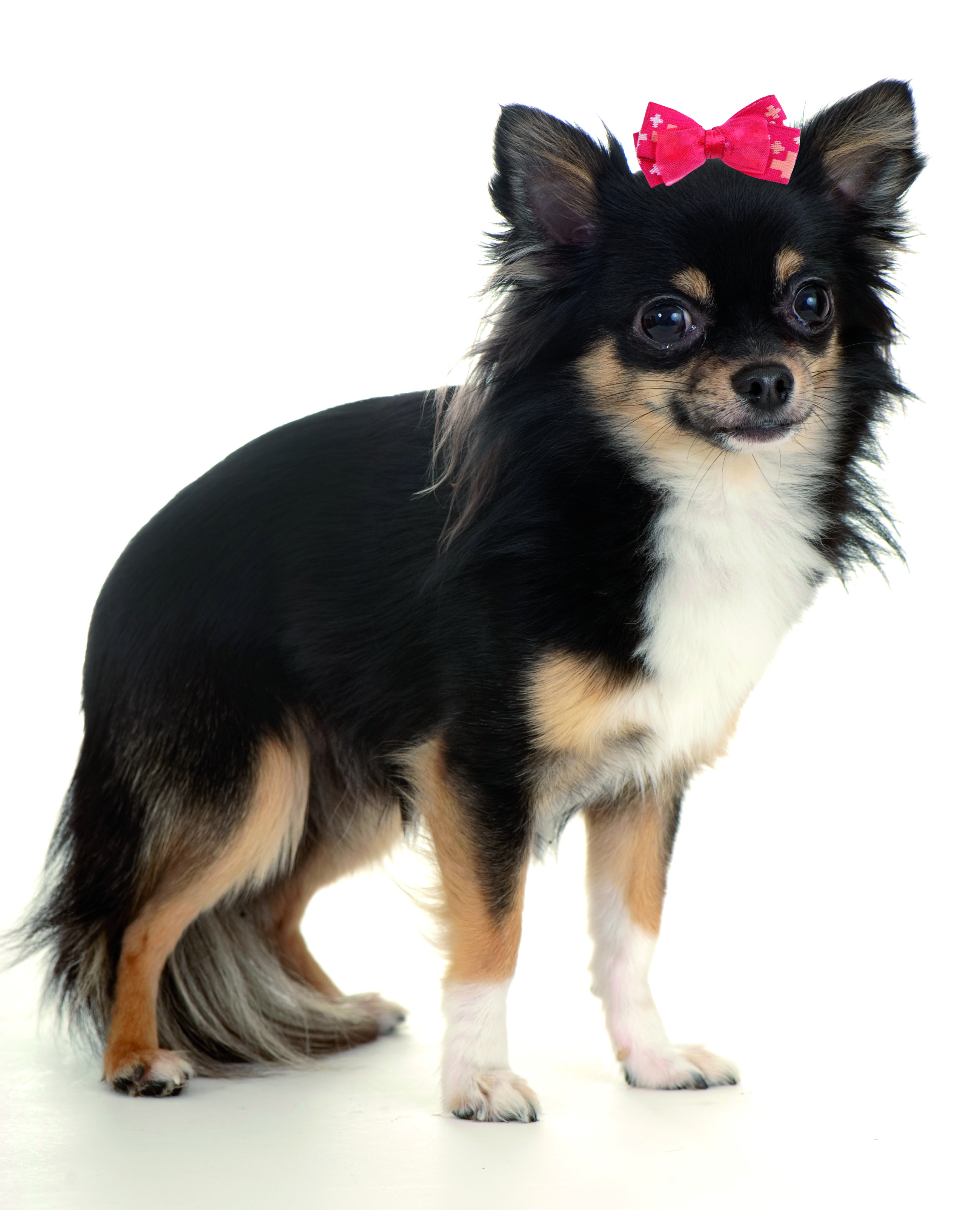 swisspet Haarspange mit CH-Motiv