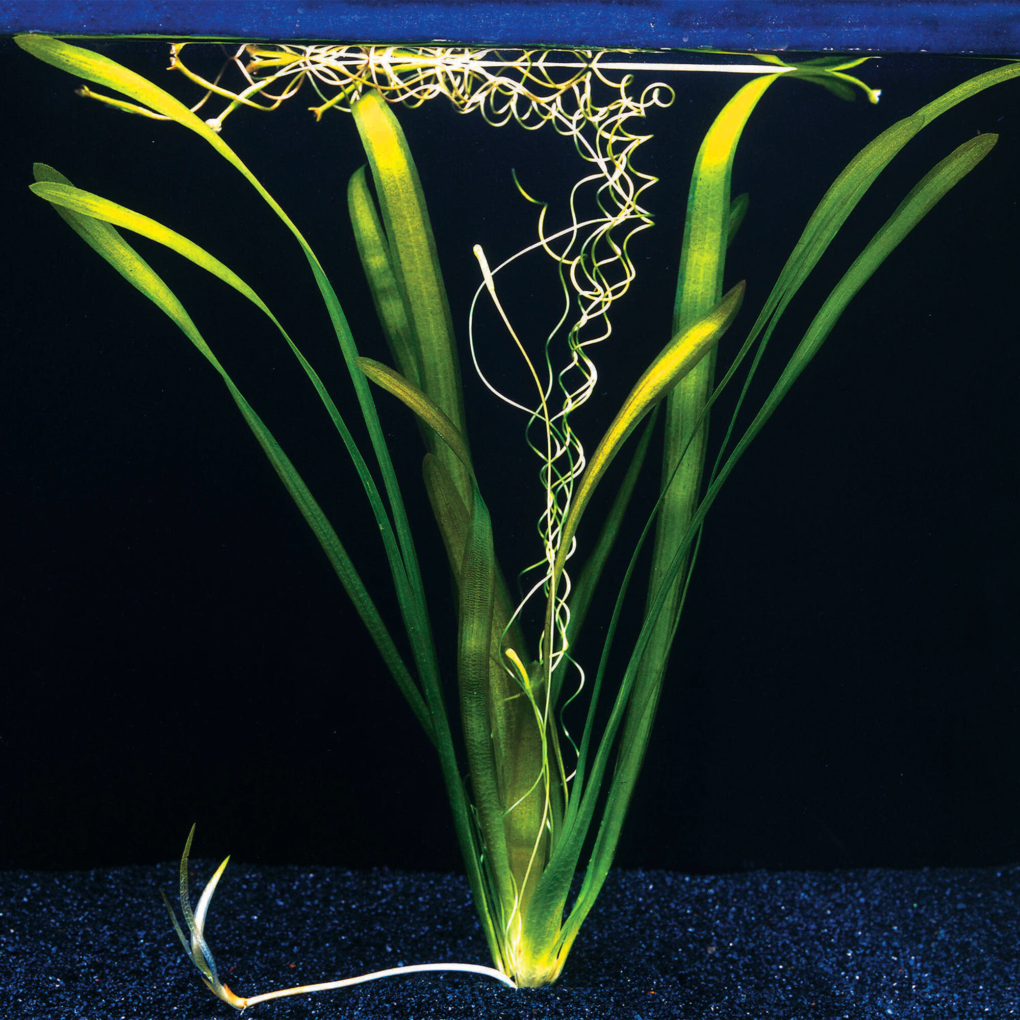 Riesen-Vallisnerie Vallisneria Gigantea