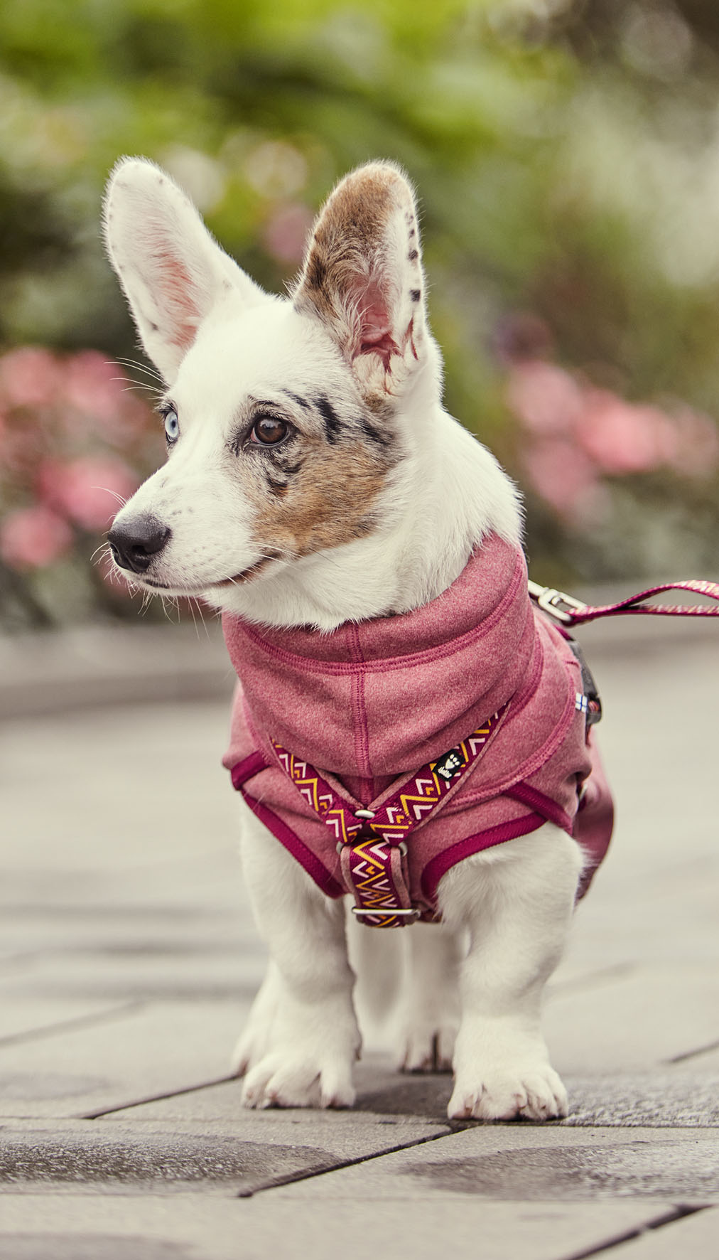 Hurtta Razzle-Dazzle beetroot, Gr. 60