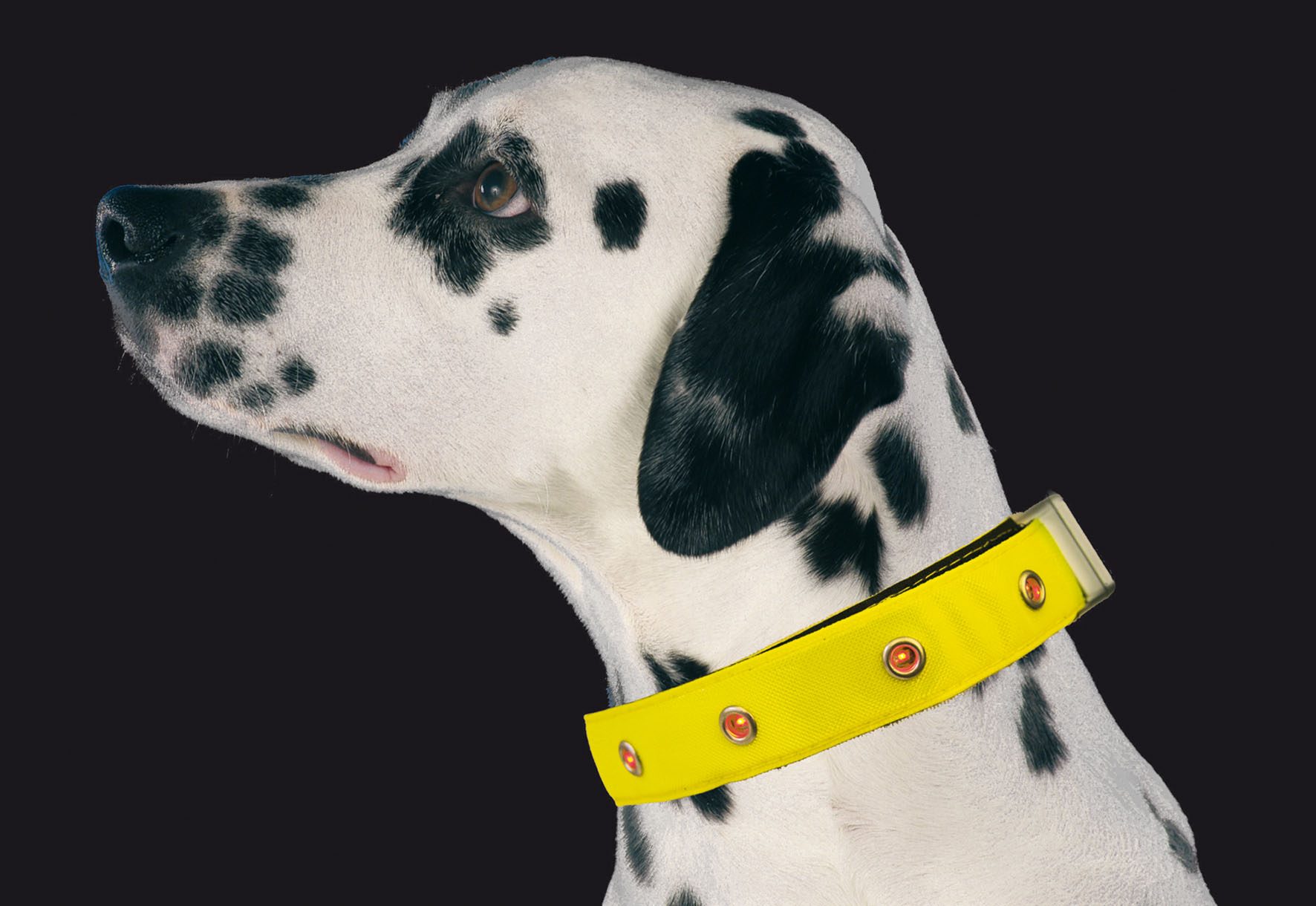 swisspet LED Hunde-Leuchthalsband