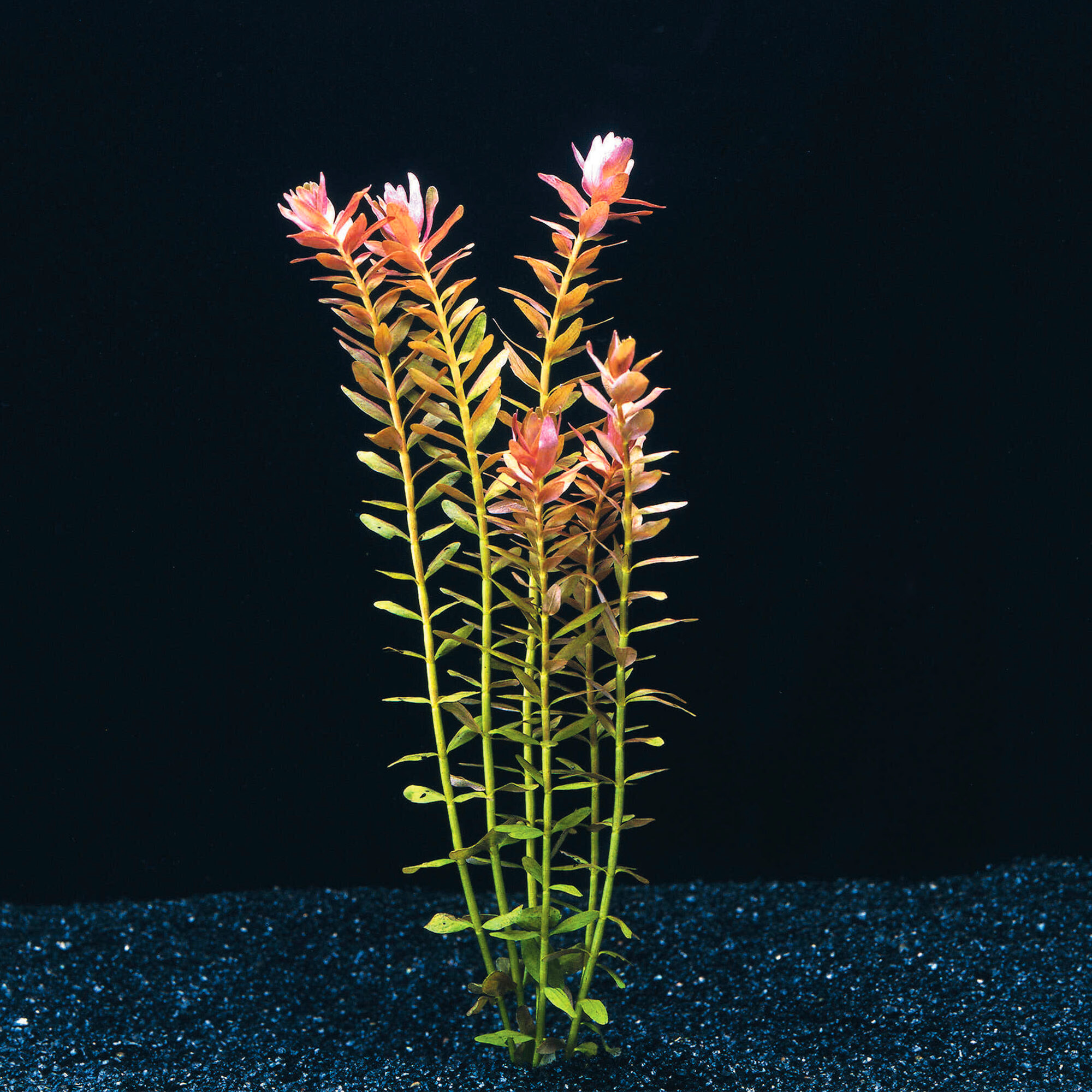 Indische Rotala Rotala Indica