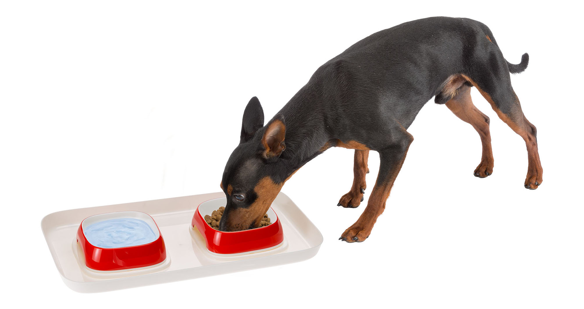 swisspet Kombi-Futter- / Wassernapf Sedona