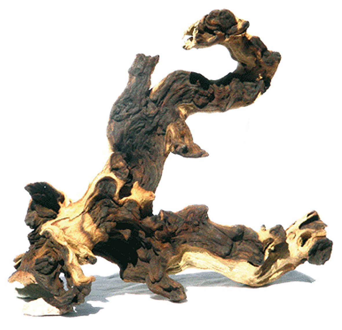 Amazonas Mopani (legno di ferro)