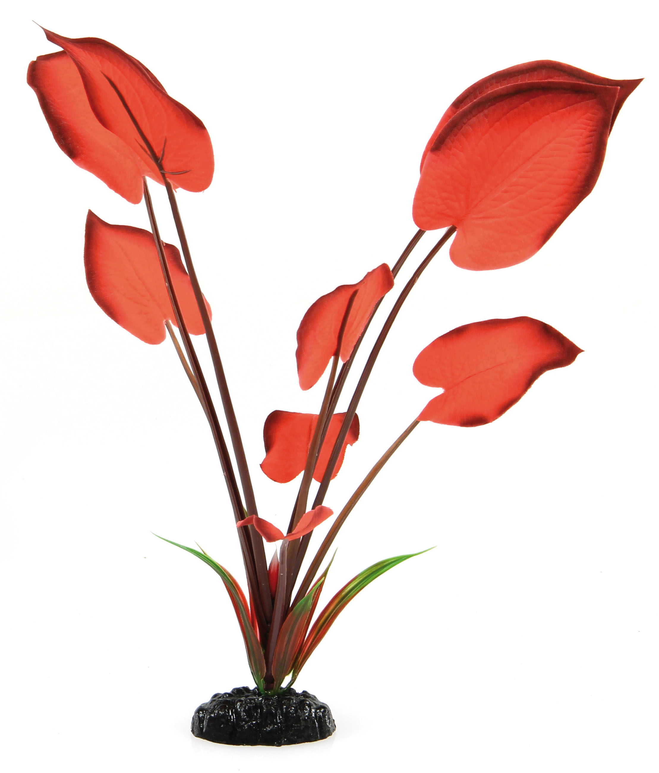 Amazonas Fantasy Plant BPS rot