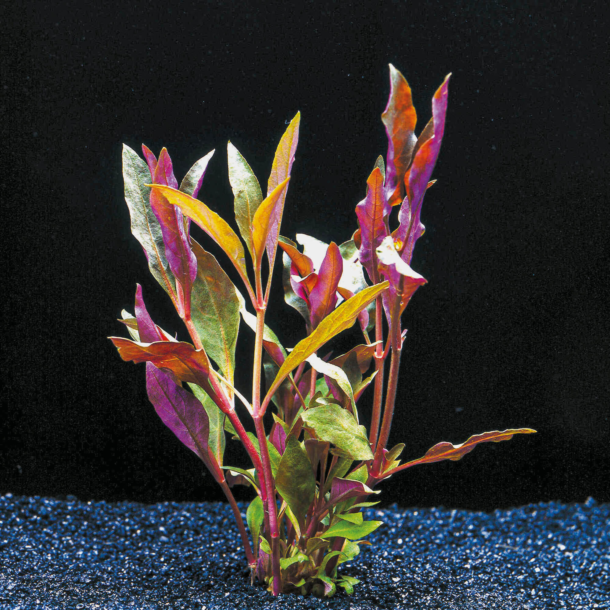 Cardinalrotes Papageienblatt Althernanthera Cardinalis