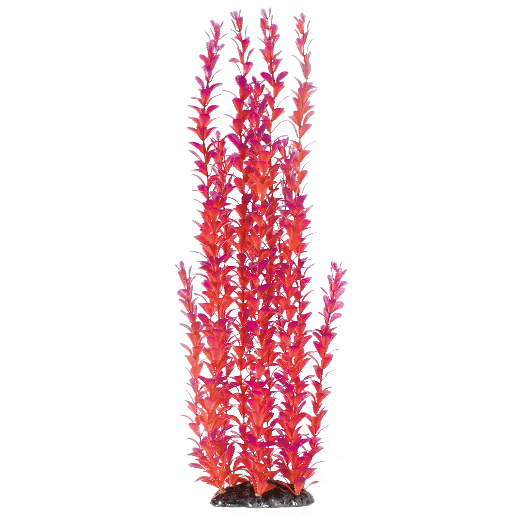 Amazonas Fantasy Plant Plant LP rouge-violet