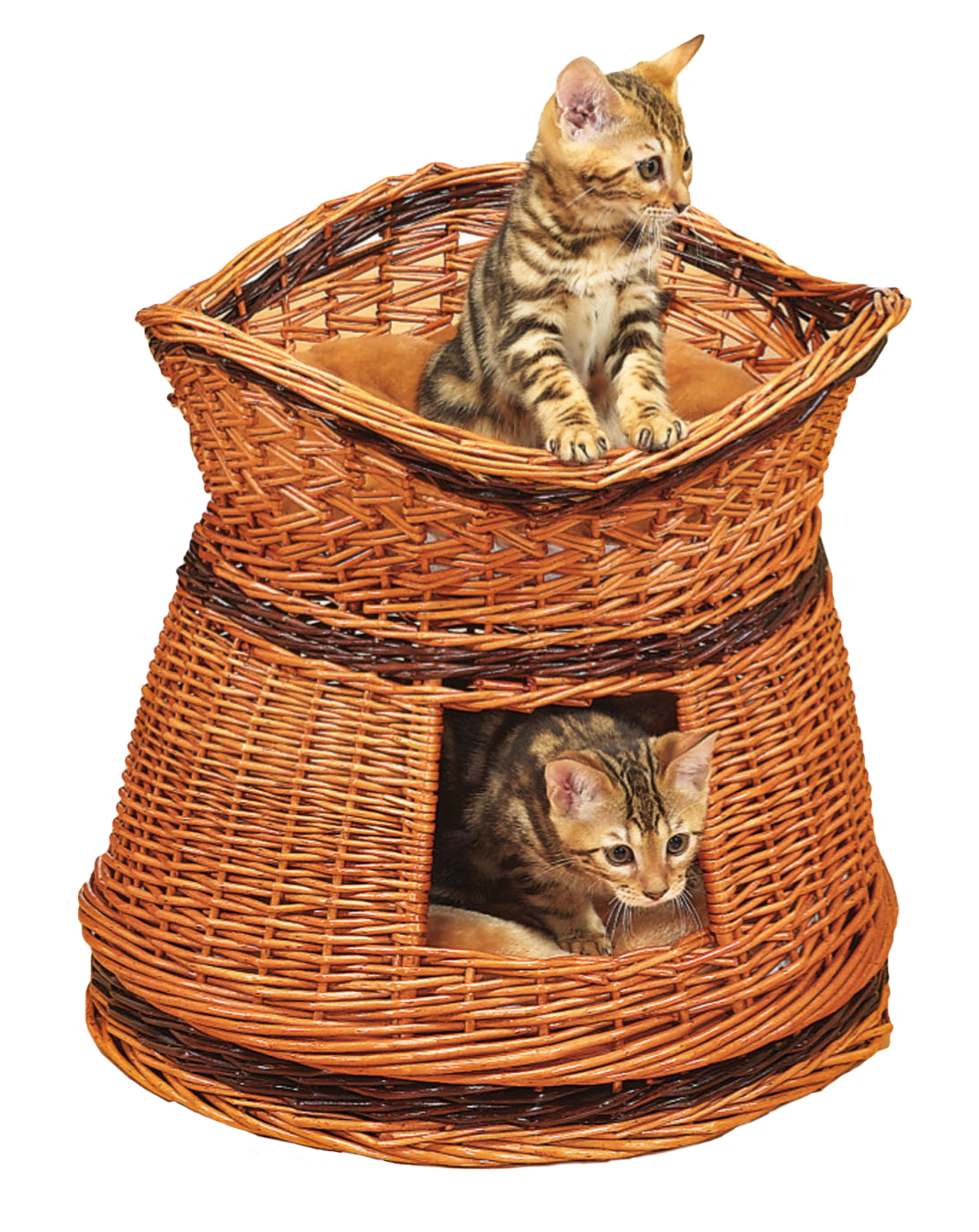 swisspet gatto vive la torre di Shiva