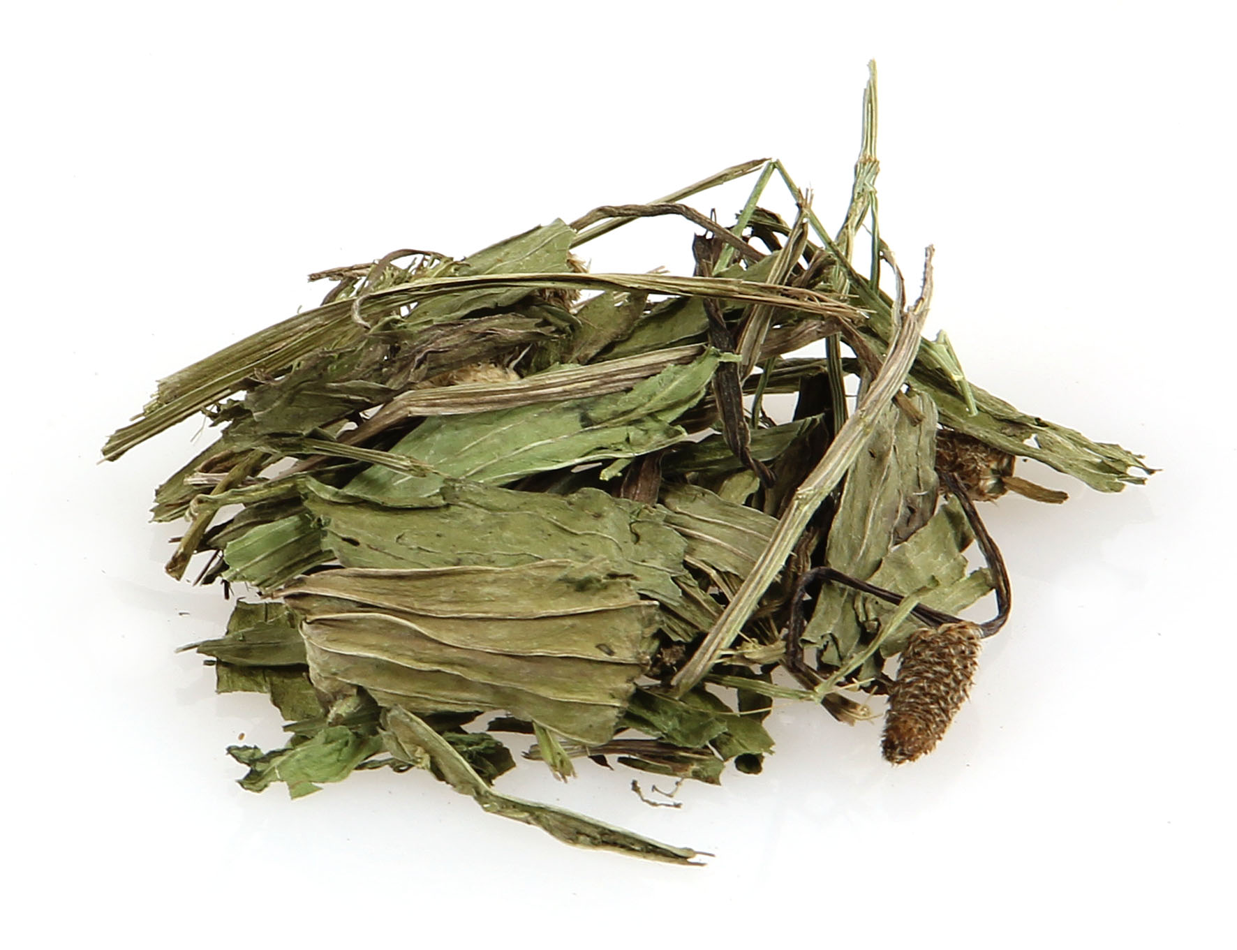 Piantaggine Copacabana Ribwort