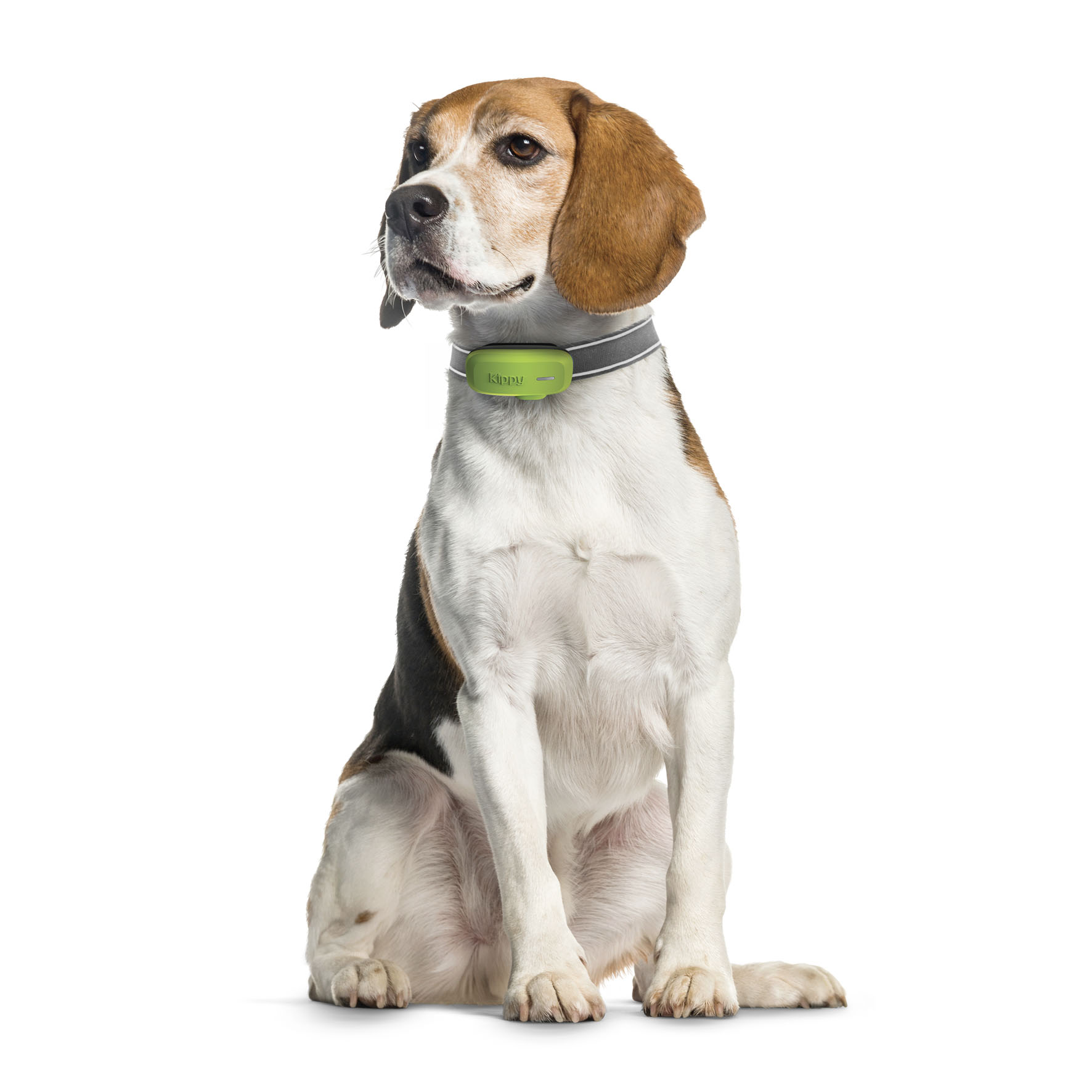 Kippy EVO GPS-Ortungsgerät für Hunde, 38g
