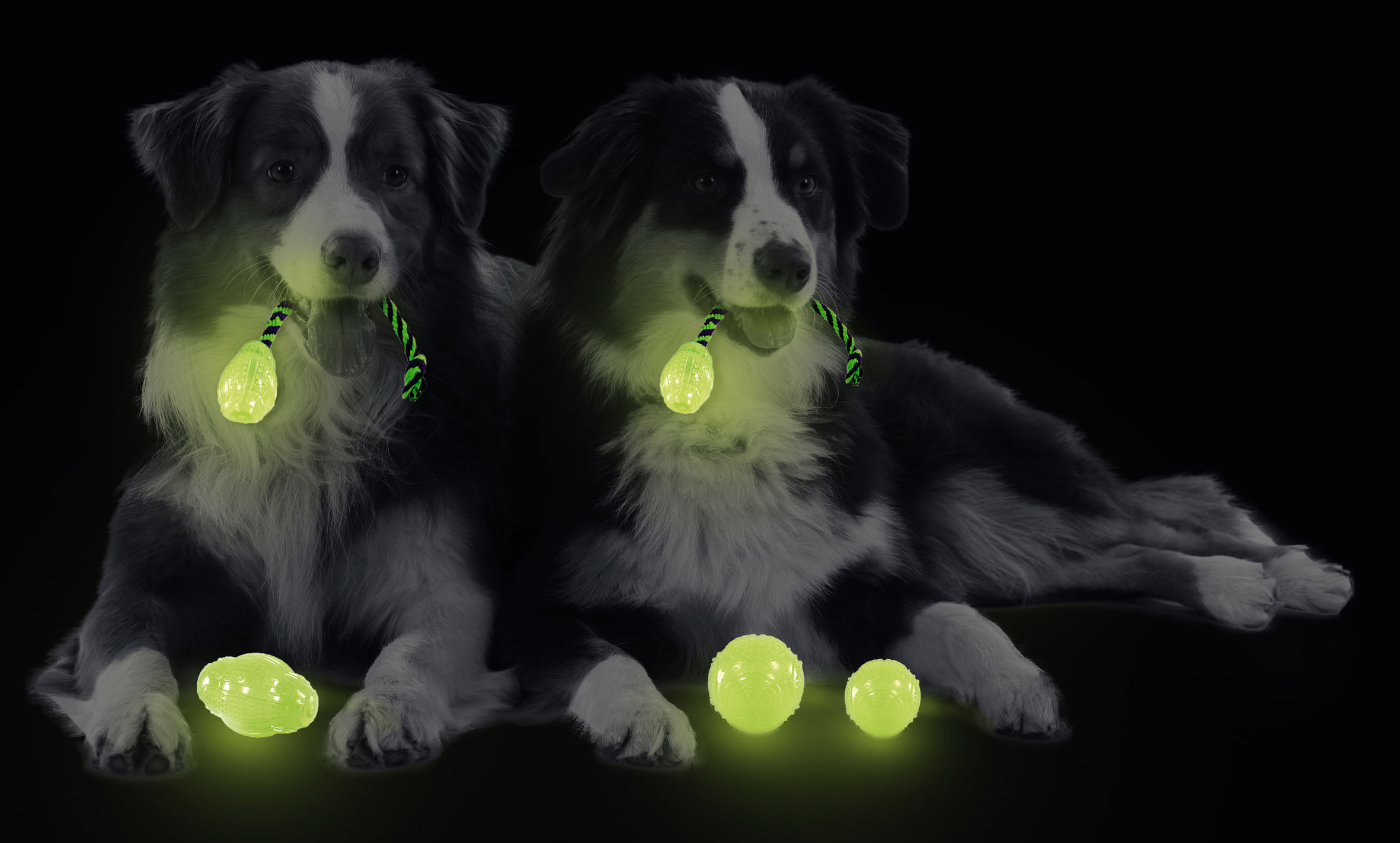 swisspet Hundespielzeuge Glow