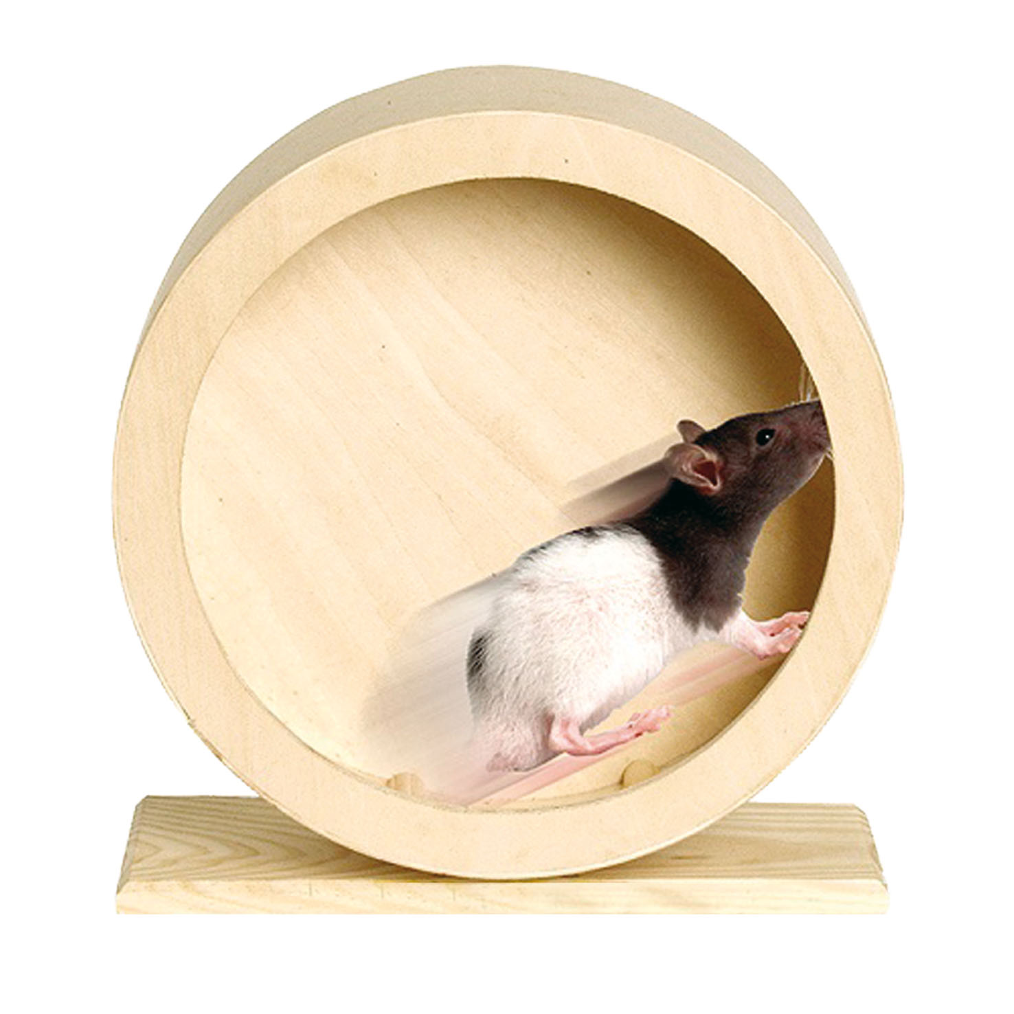 Copacabana Hamsterlaufräder Roundy aus Holz