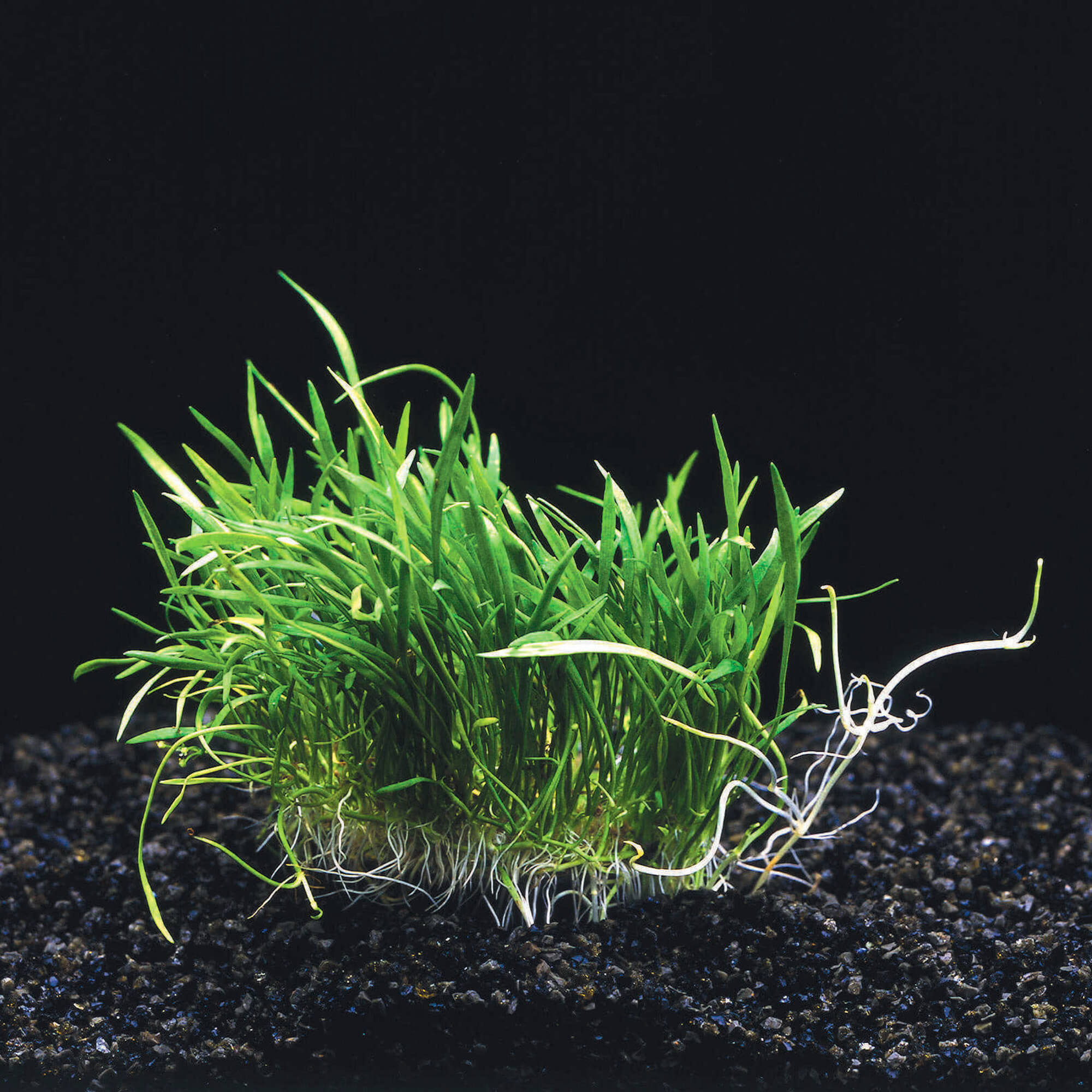 Neuseelandgras Lilaeopsis Novaezelandiae