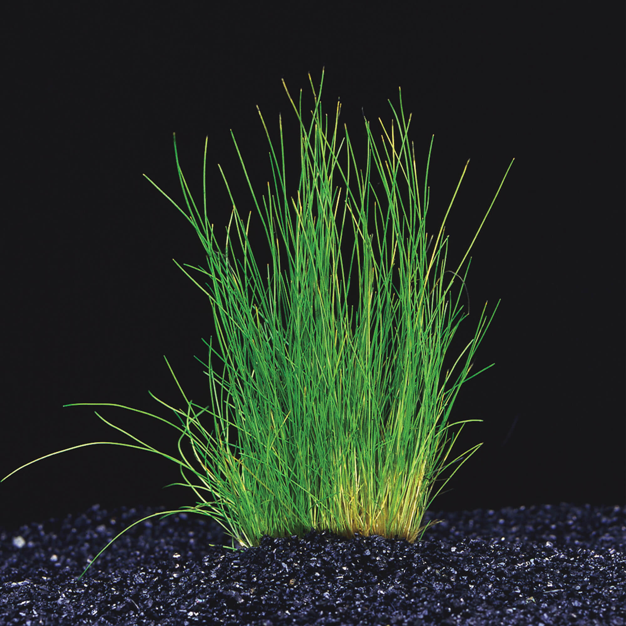  Nadelsimse Eleocharis Acicularis