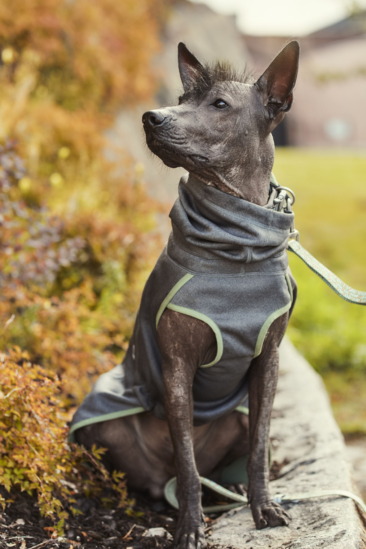 Hurtta Razzle-Dazzle blackberry, dim. 35